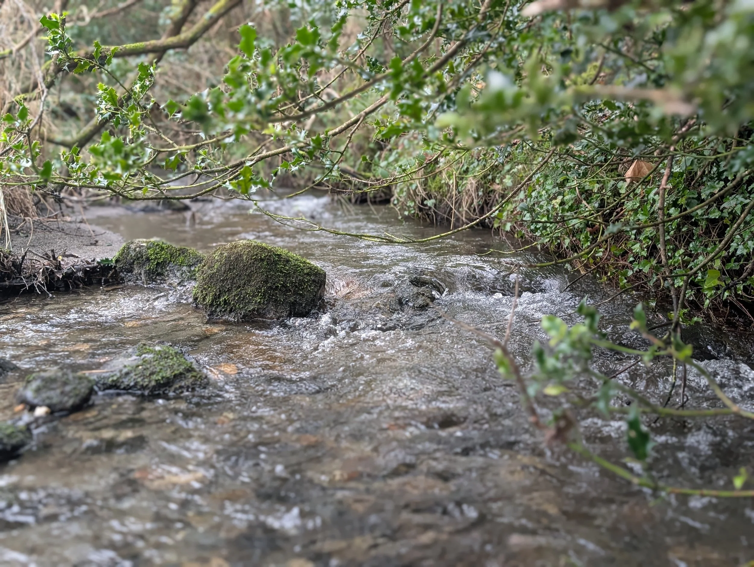 A small stream flowing through a natural, wooded area with moss-covered rocks and green leafy bushes overhanging the water.