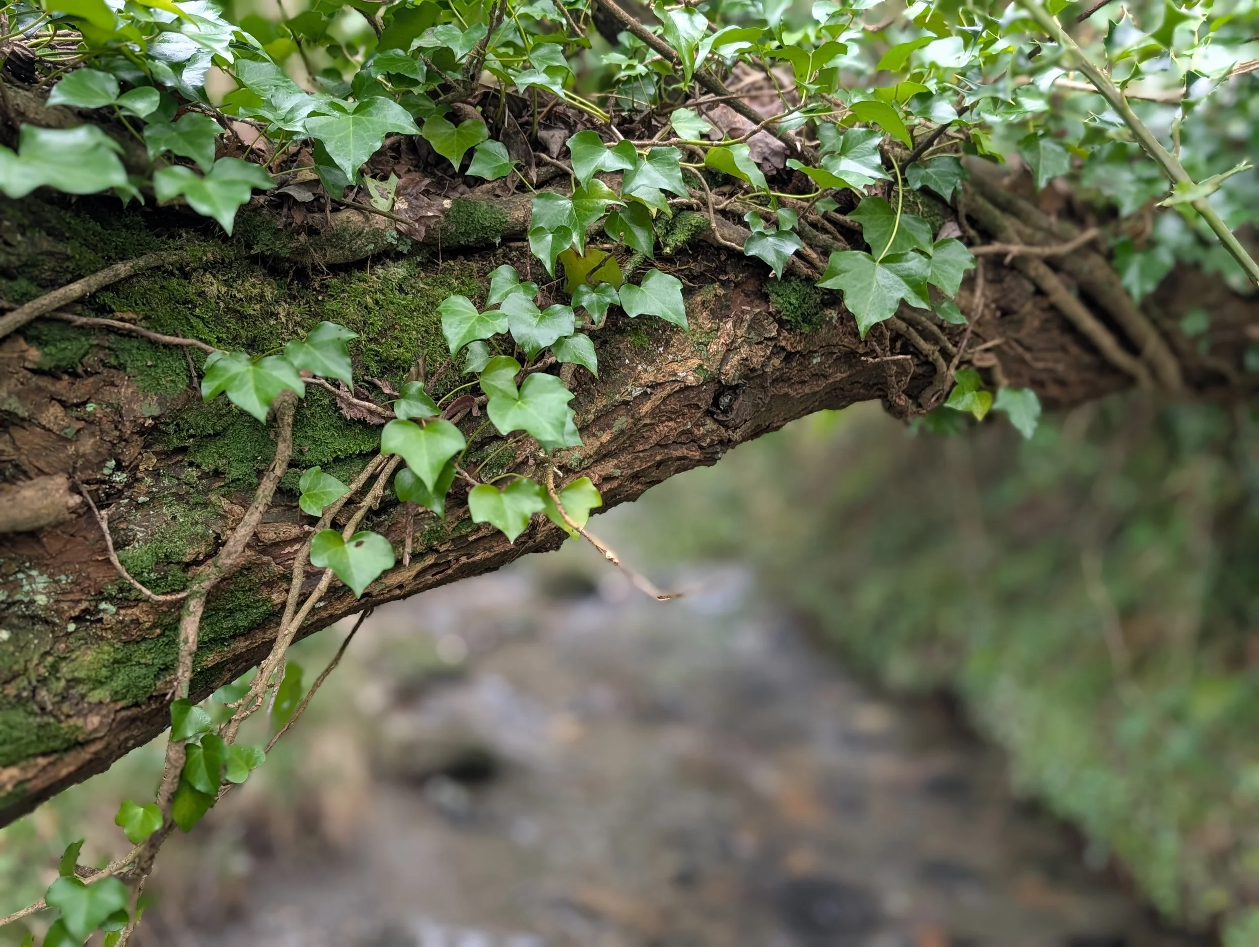 Close-up of a tree branch covered in green ivy leaves and moss, with a blurred background of a stream.