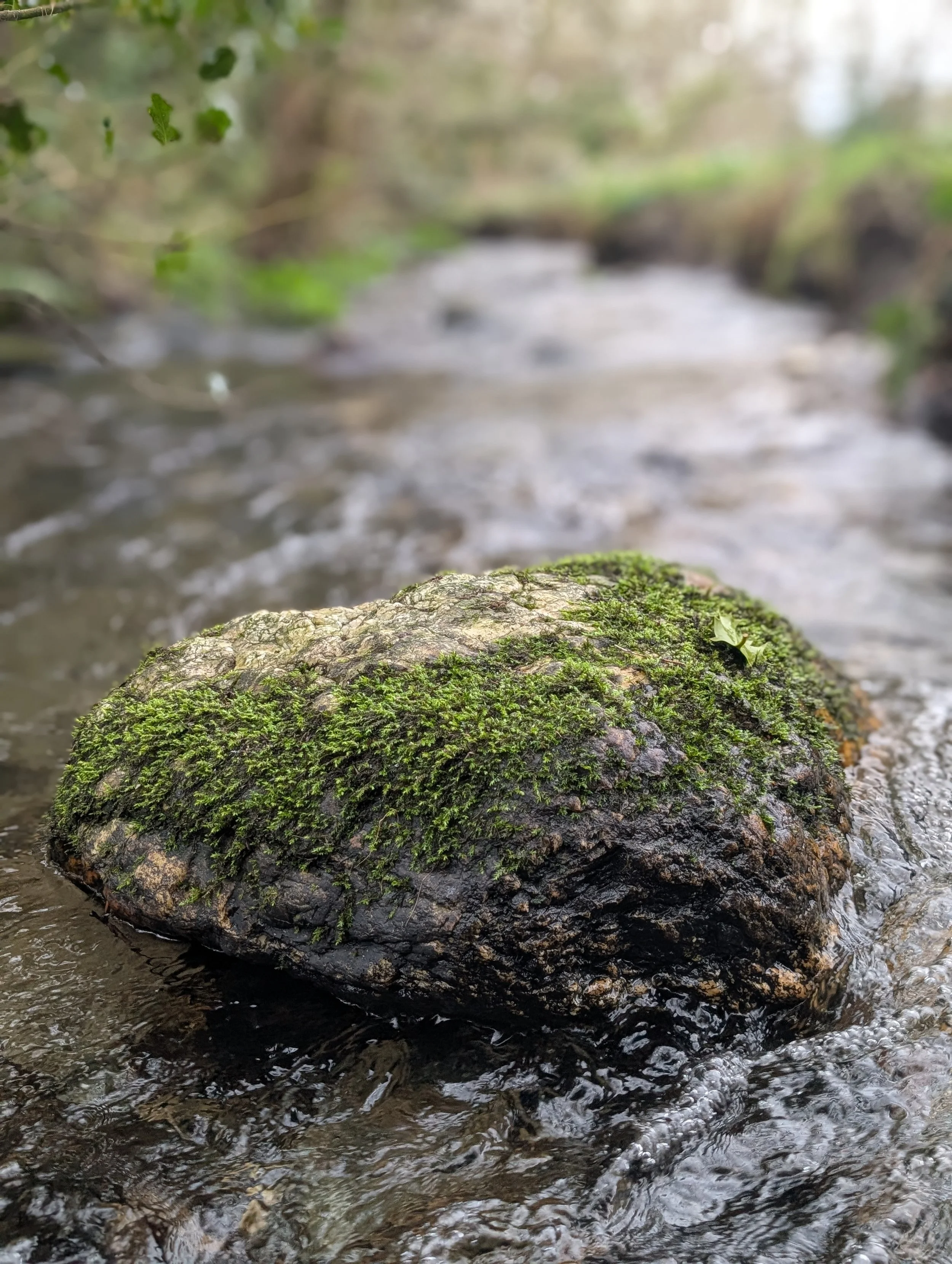 A moss-covered rock in a shallow, flowing stream surrounded by green foliage.
