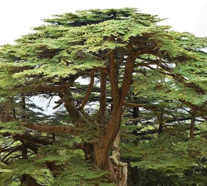 A large, old tree with a thick trunk and sprawling branches covered in green foliage.