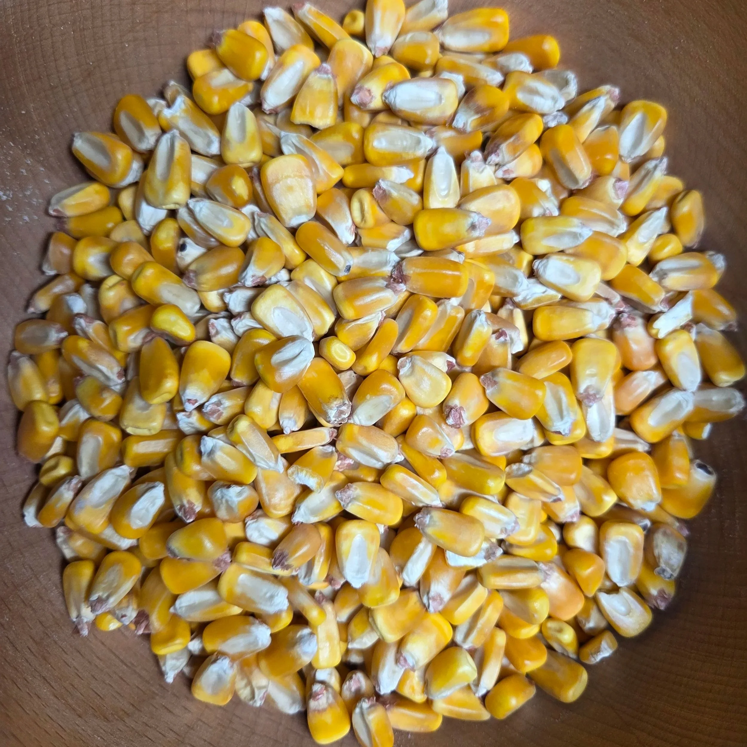 Organic Whole Dent Corn