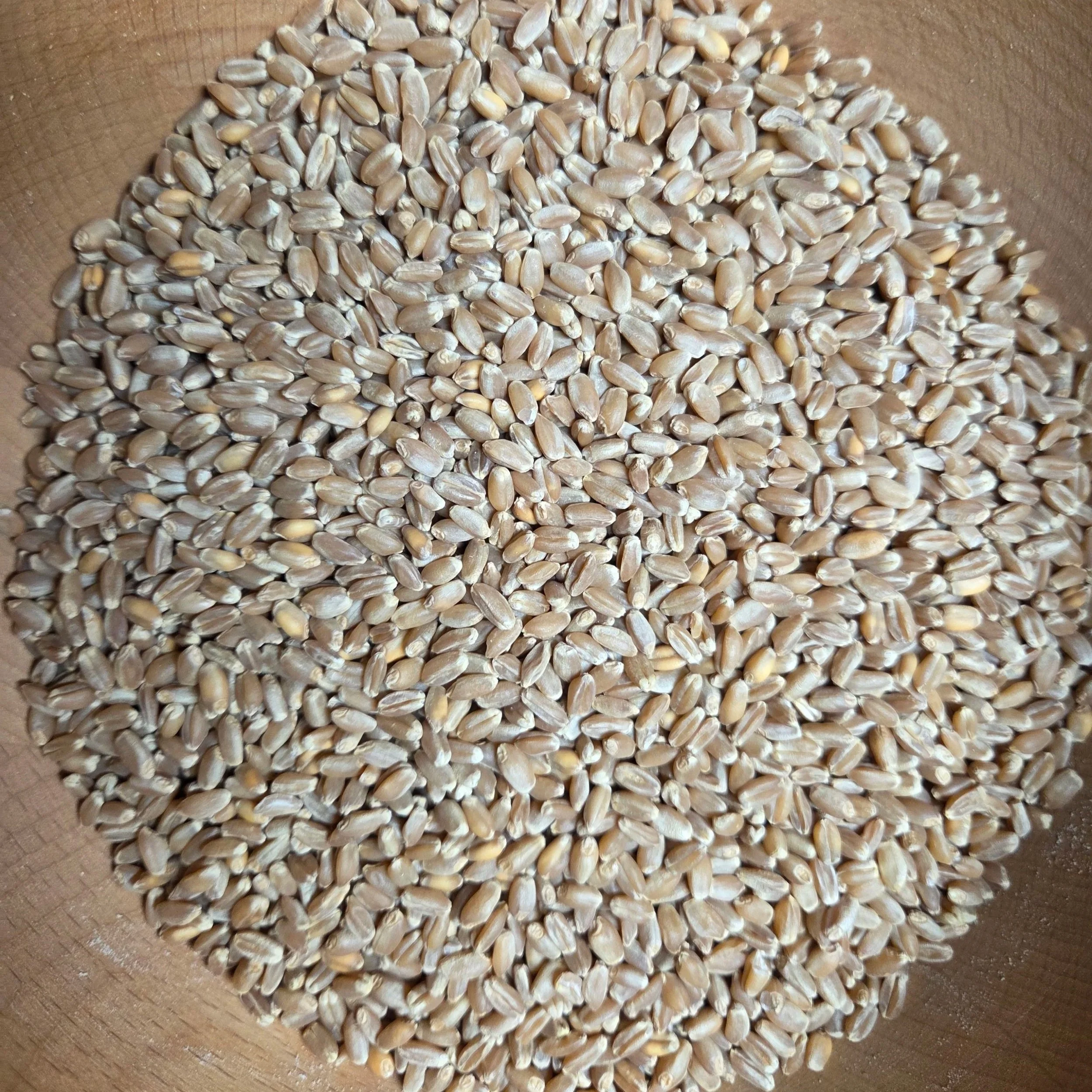 Organic Hard Red Wheat Berries