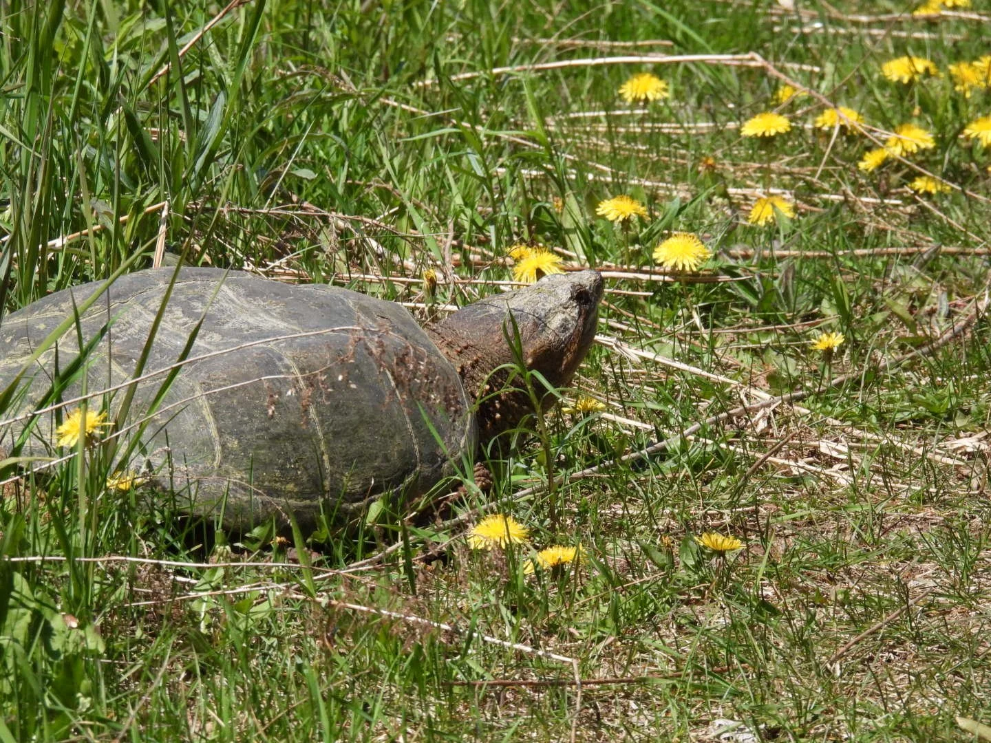 Common snapping turtle moving through grass and dandelions in Muskoka