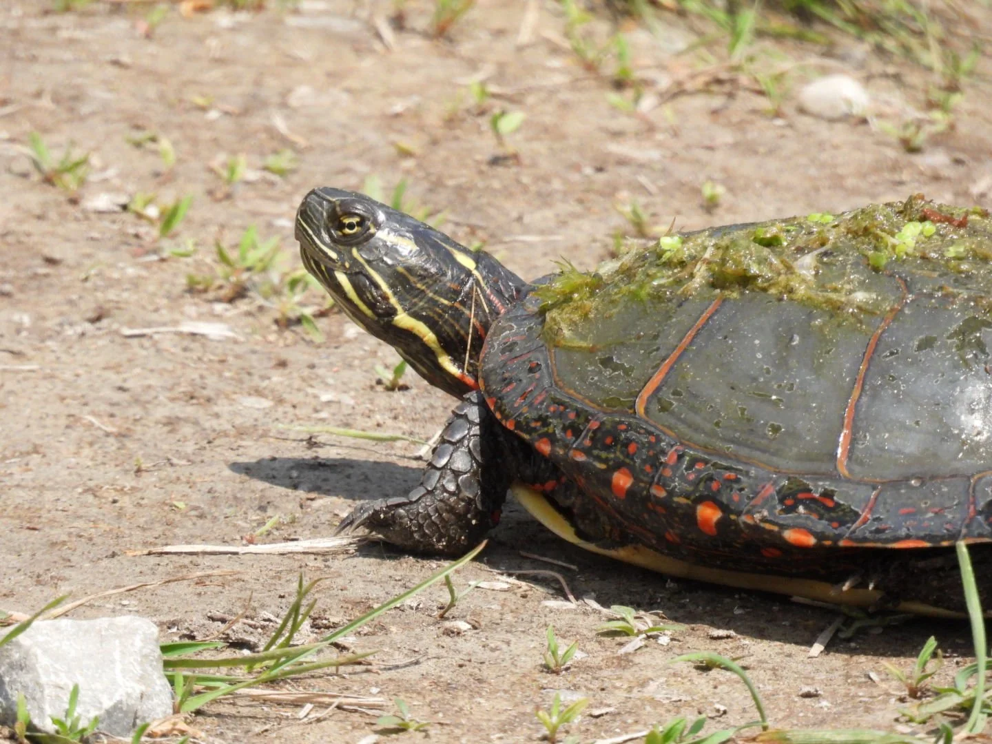 Midland painted turtle with a red-striped shell crossing a sandy path in Muskoka in search of a nesting site