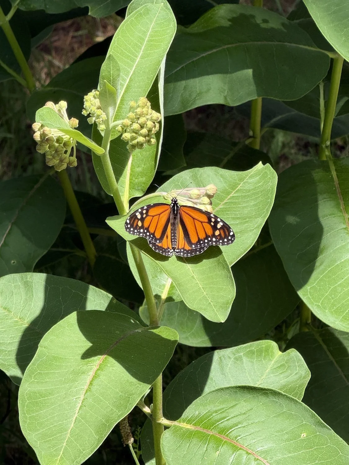 Monarch butterfly resting on butterfly milkweed in a Muskoka garden