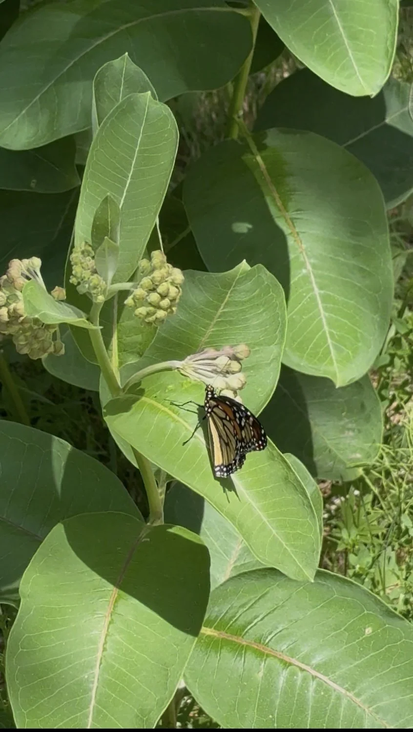 Monarch butterfly on milkweed with wings closed, native plant garden Muskoka
