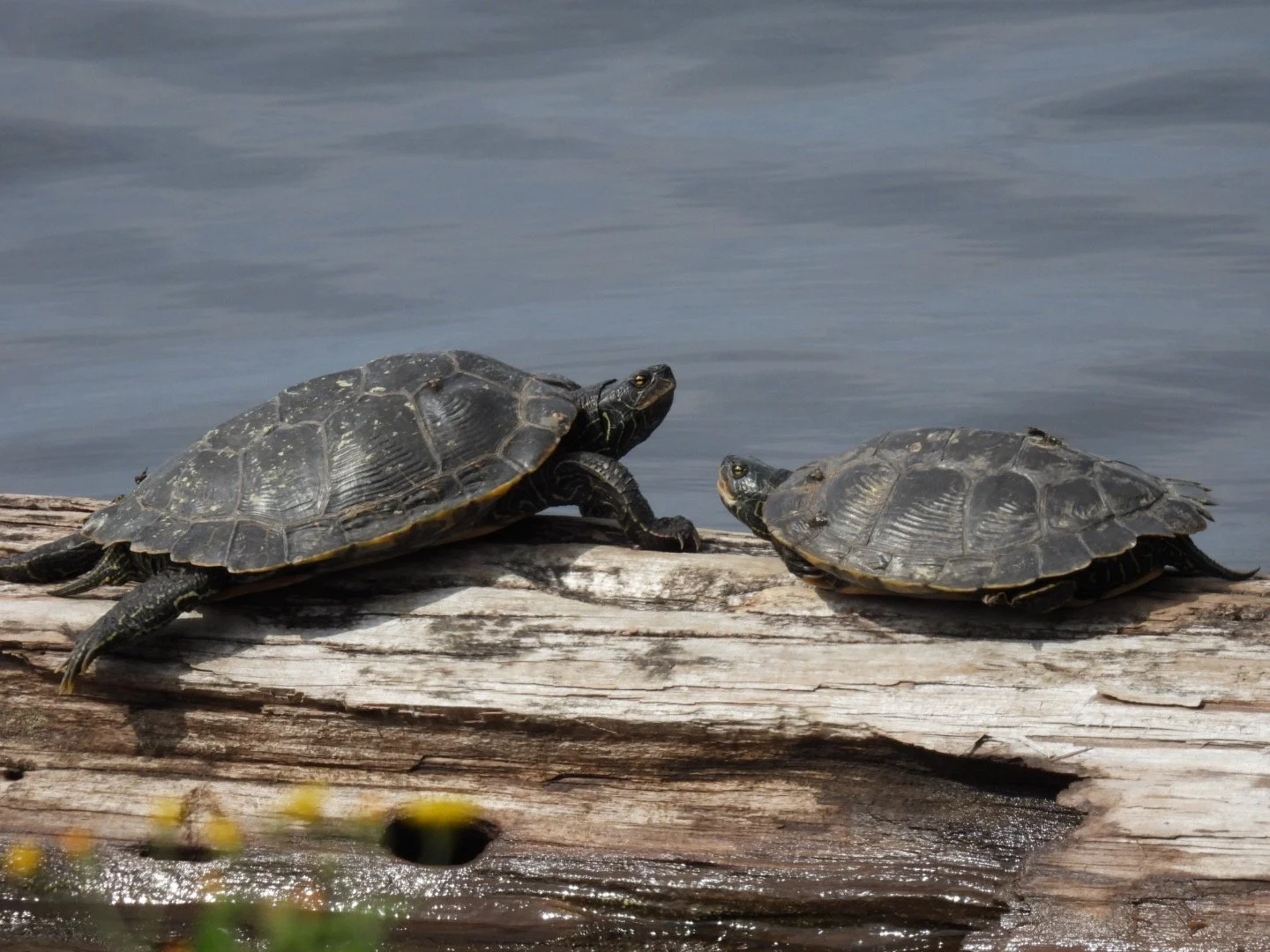 Two painted turtles basking face to face on a log in a Muskoka lake