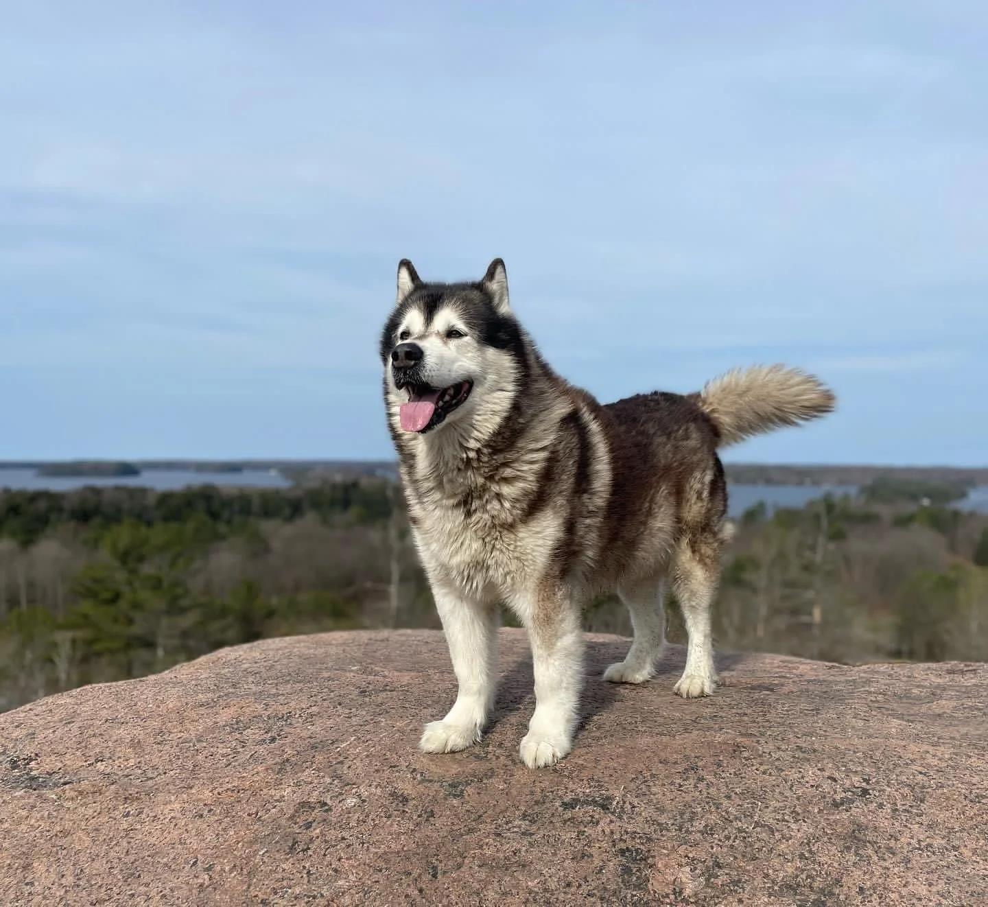 Odin the Alaskan Malamute standing proudly on the granite summit of Huckleberry Rock in Bracebridge, with Lake Muskoka and the surrounding forest visible below