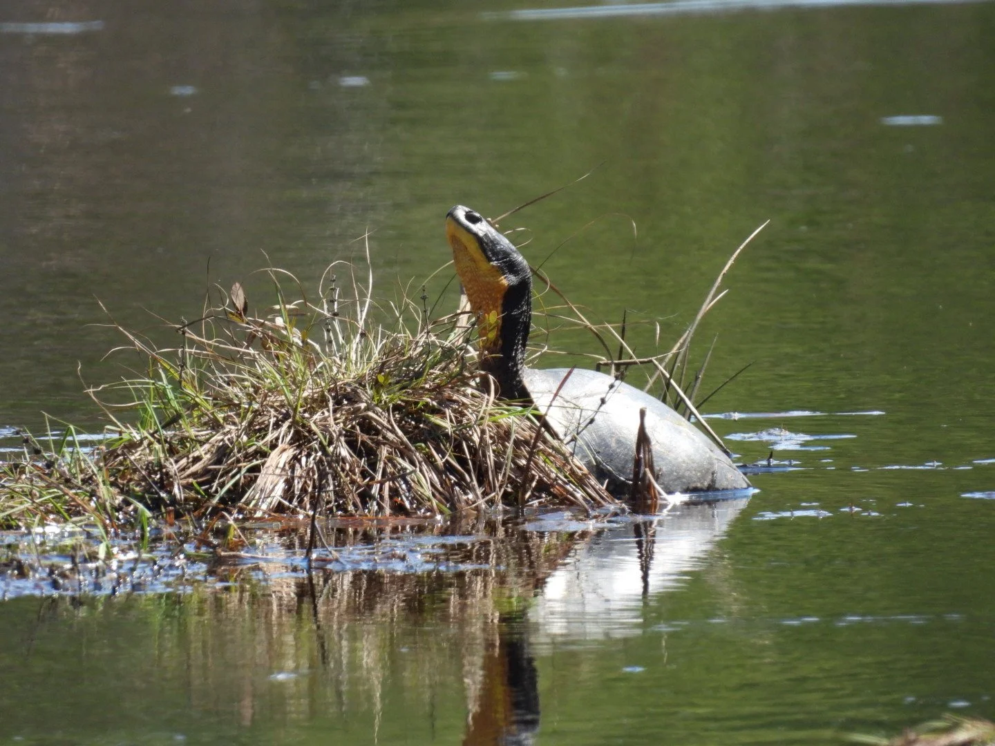Blanding's turtle with a bright yellow throat stretching its neck up from a Muskoka wetland