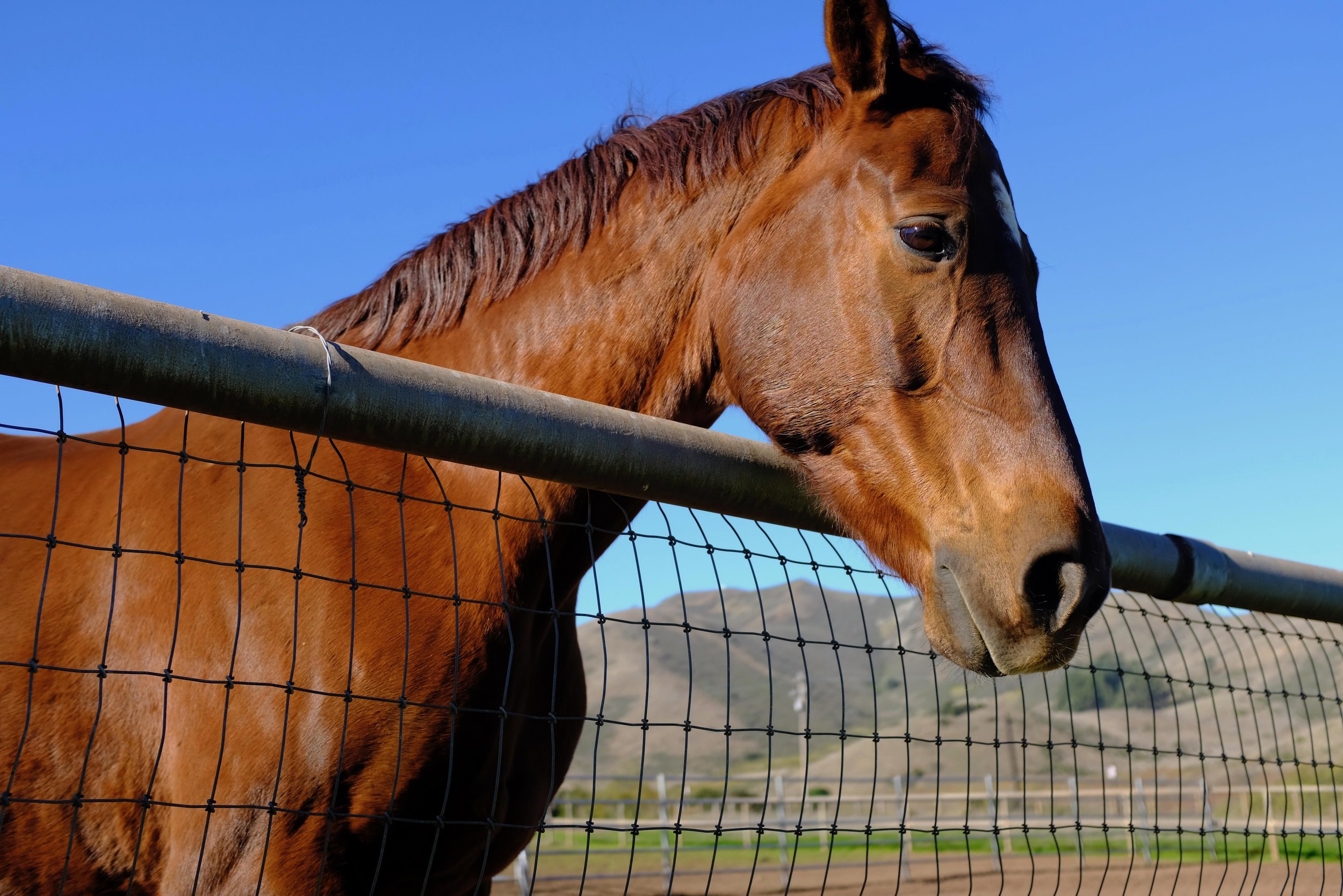 Portrait Photography by Matt Kollander - A horse in the Northern California mountains