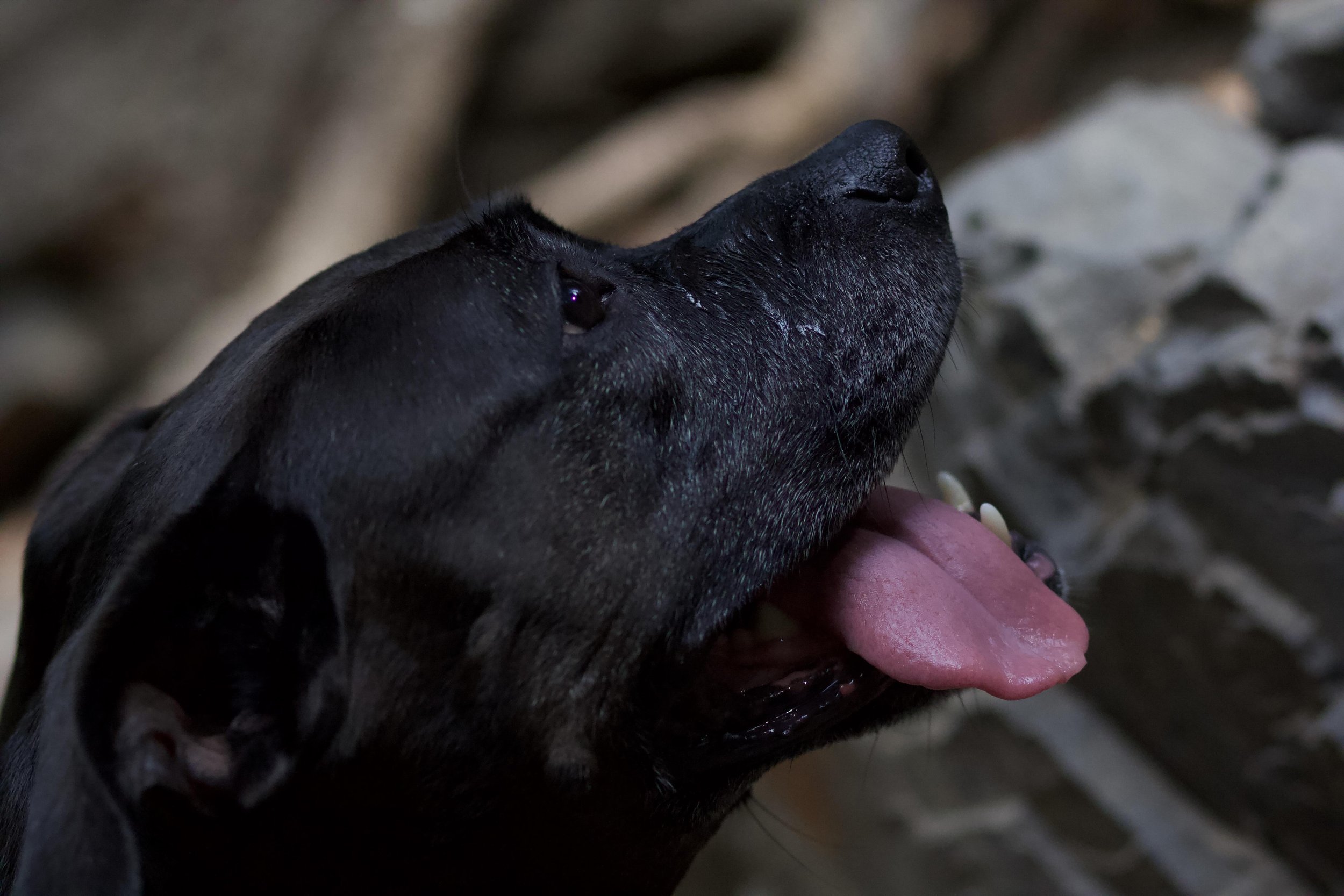 Portrait Photography by Matt Kollander - A wise dog peers upward