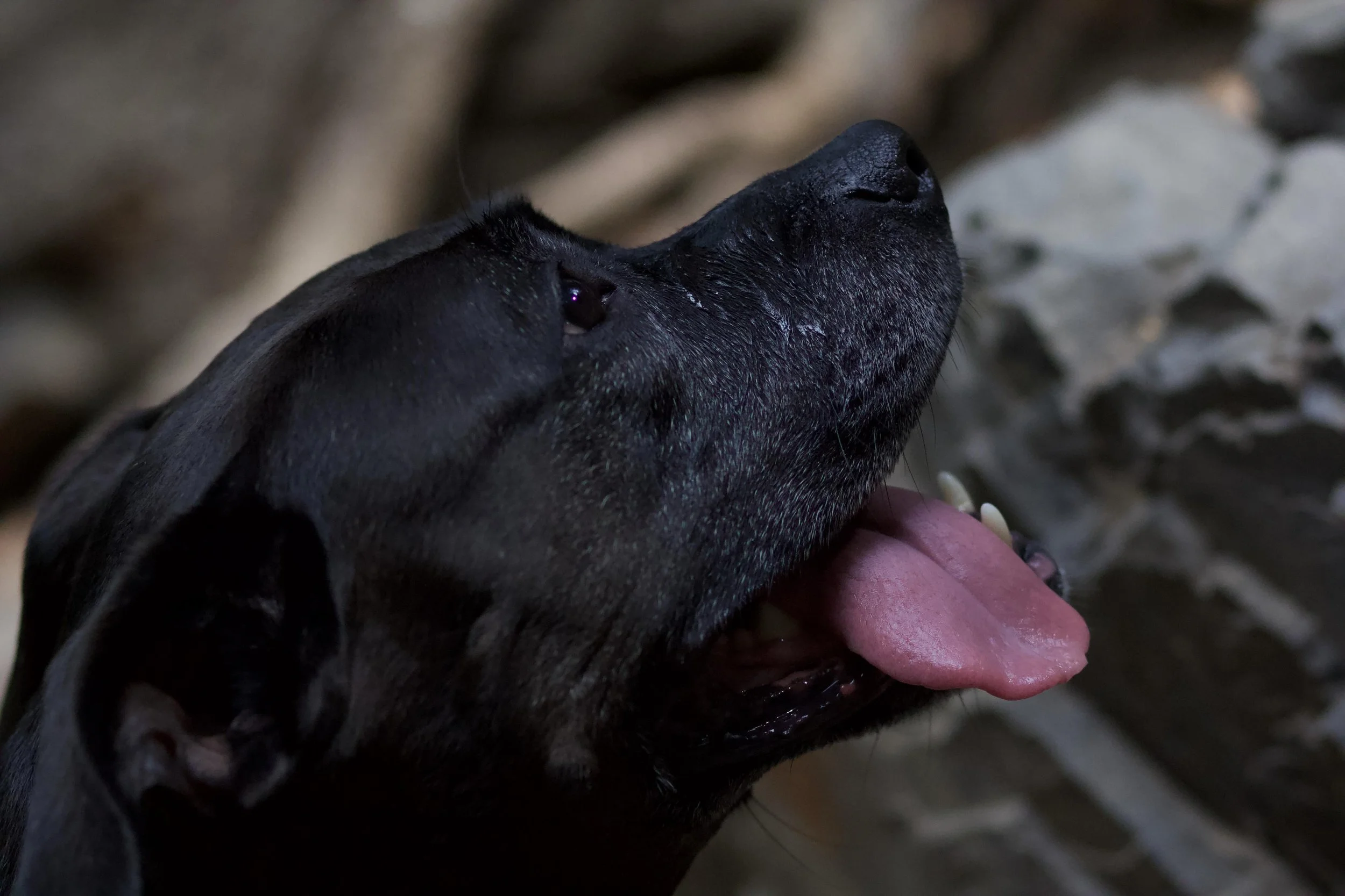 Portrait Photography by Matt Kollander - A wise dog peers upward
