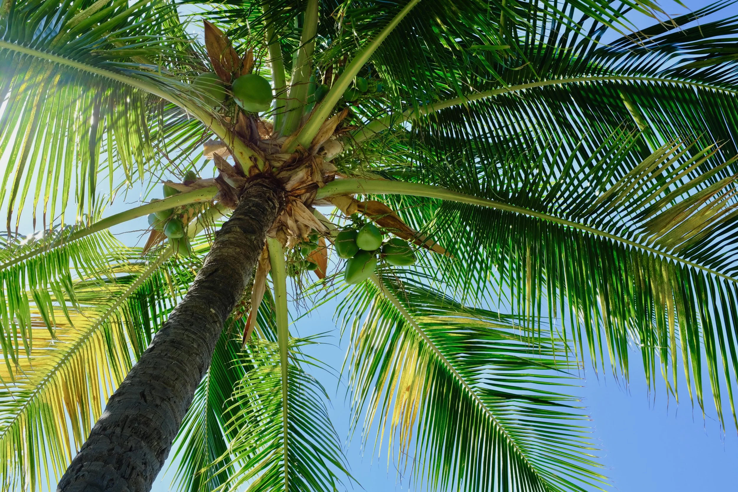 Landscape Photography by Matt Kollander - Hawaii Tree