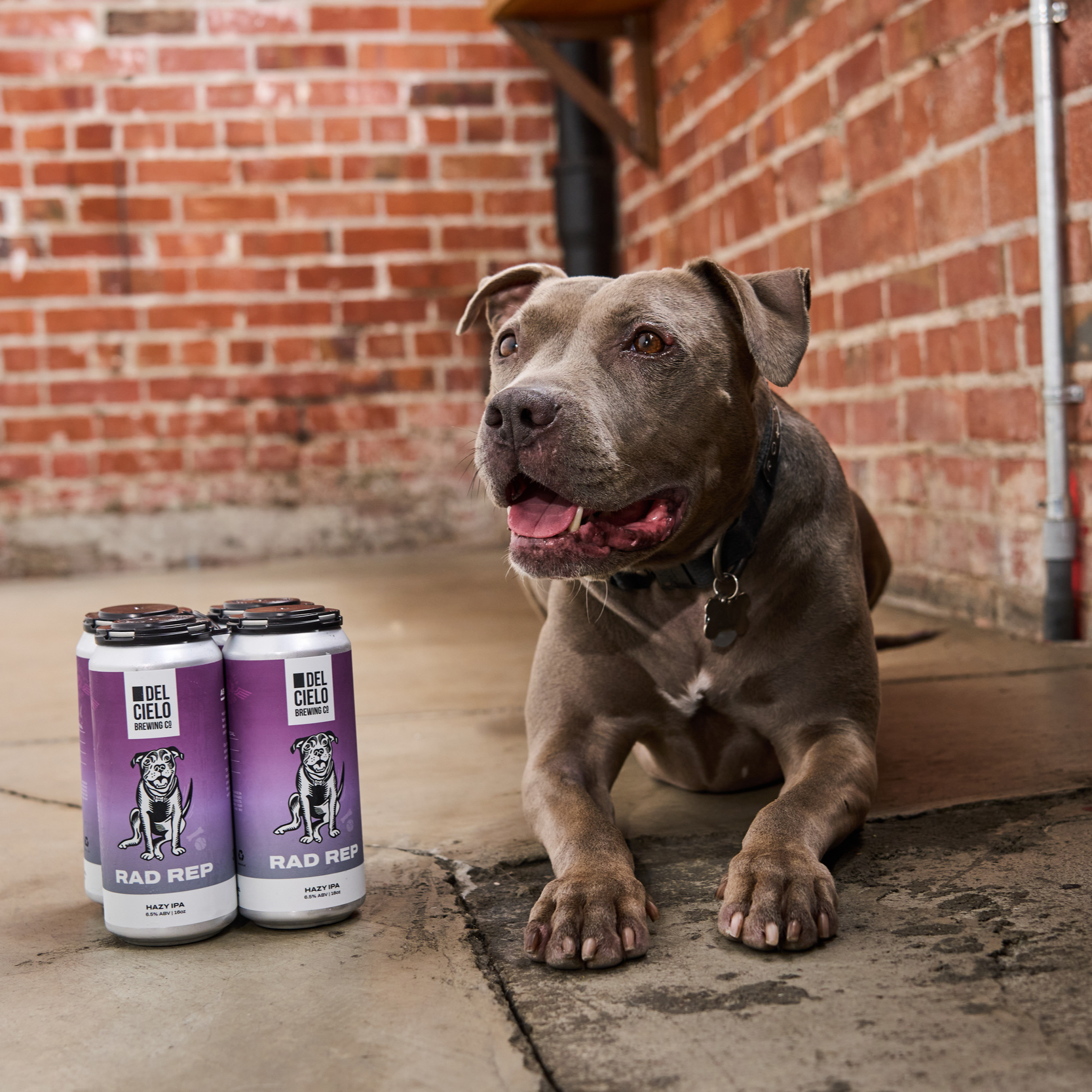 A gray and brown dog with a wide face lying on a concrete floor near four purple and white cans of beer, with a brick wall background.