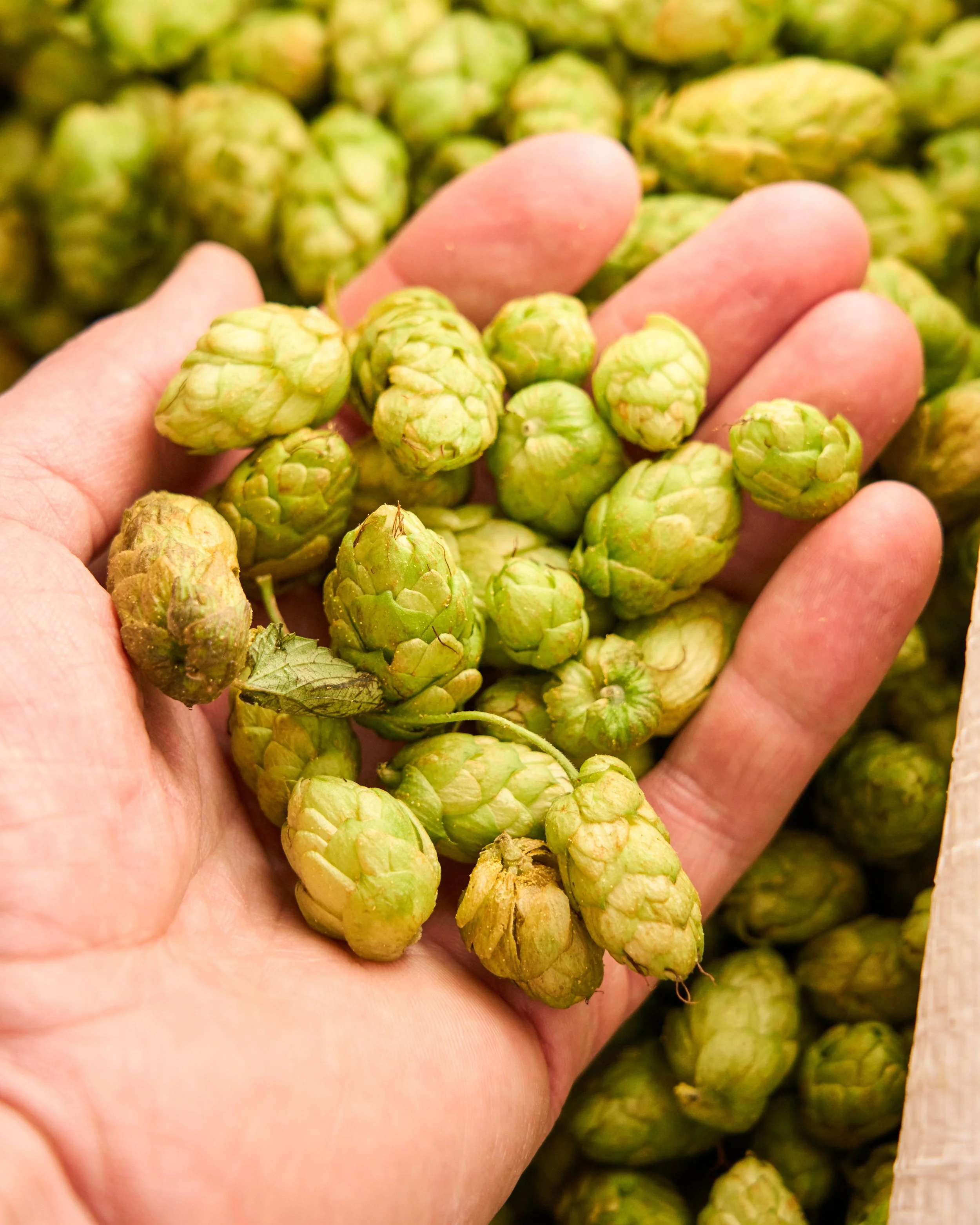 A hand holding several small, green, unripe hops with a background of more hops.