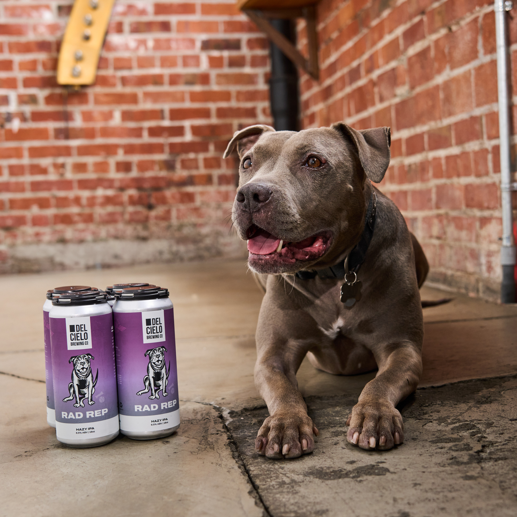 A smiling brown dog lying on a concrete floor beside four cans of Del Cielo Brewing Co. beer with purple labels and a dog illustration. The background features a red brick wall.