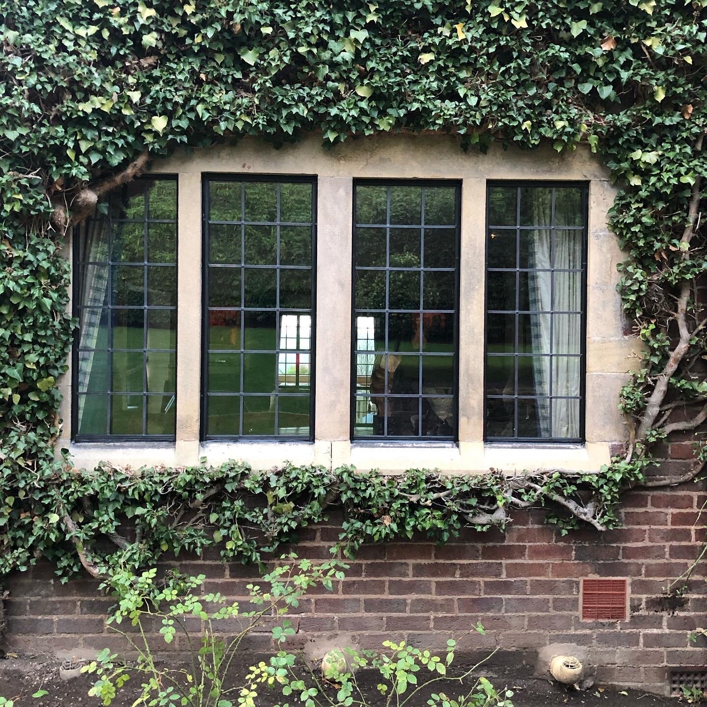 A window with a grid pattern on a brick wall, surrounded by green ivy vines and plants at the bottom.