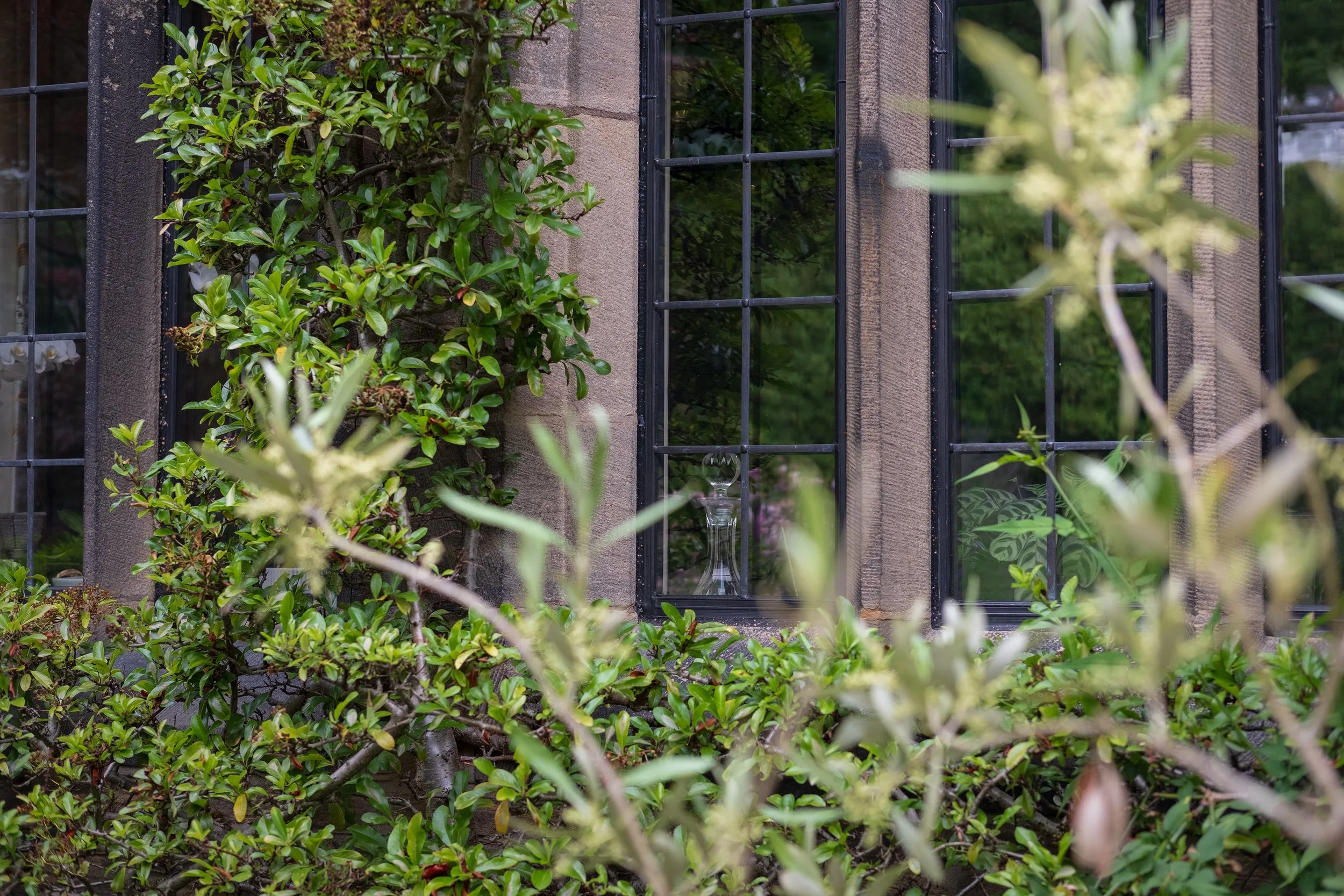 Close-up view of a house window with black metal grid, partially obscured by green leafy bushes and plants in the foreground.