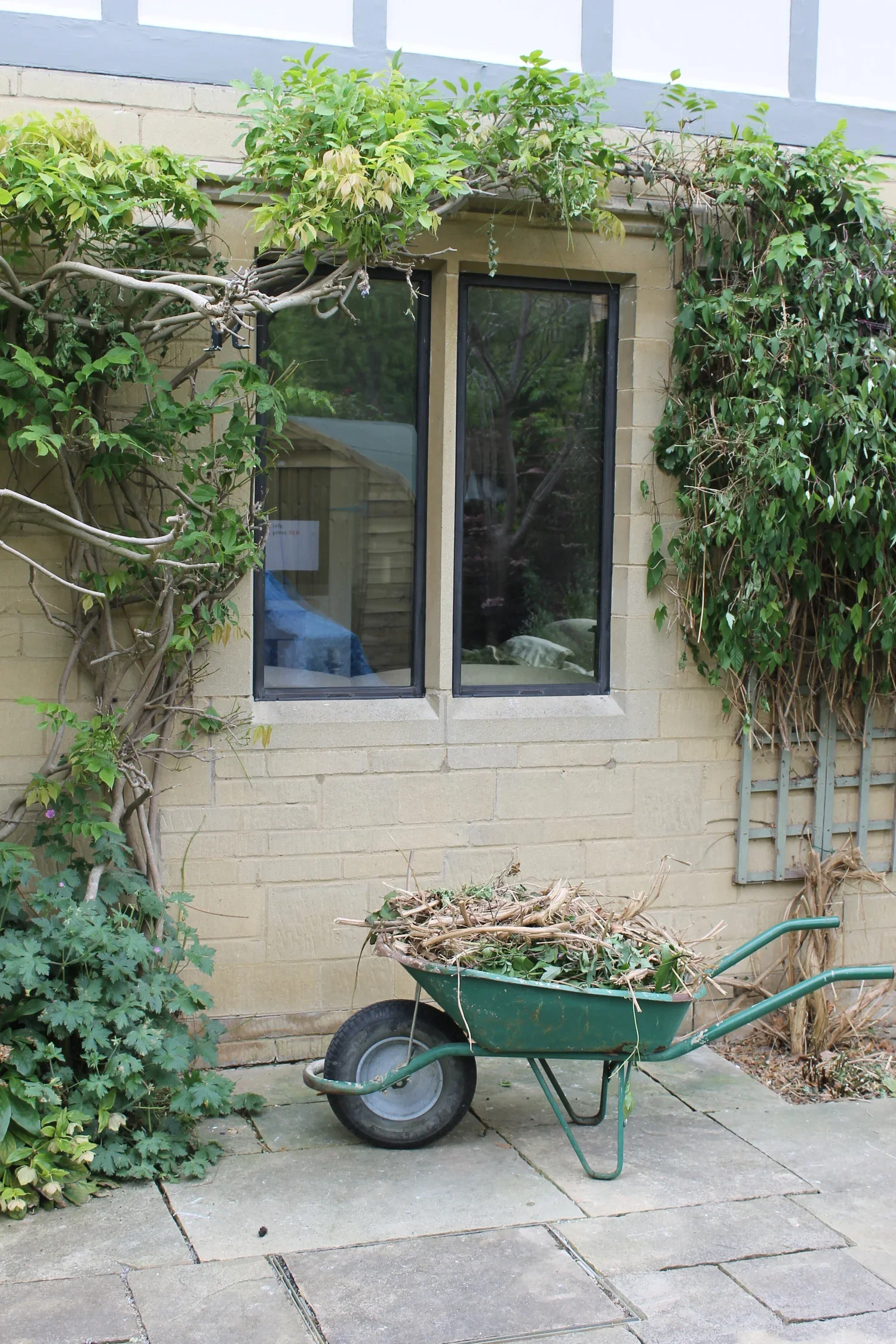 A green wheelbarrow filled with dead branches, positioned on a concrete patio in front of a brick house. Vines and plants are growing on the wall behind, framing a window.