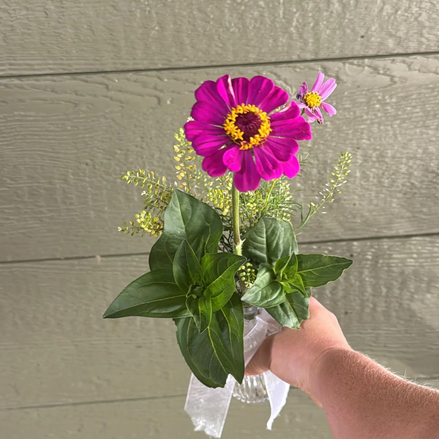 First little raised bed harvest!