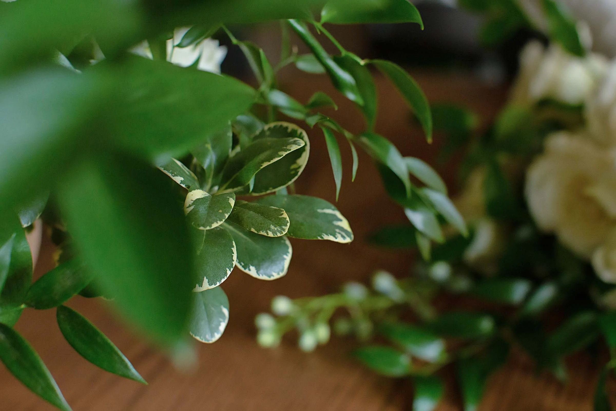 Fresh greenery from florist shop in central Louisiana.