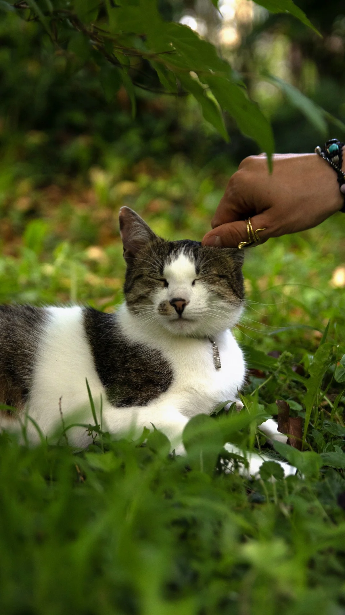 Ein streunender Katzenkater in einer grünen, bewaldeten Umgebung, wird sanft von einer Hand gestreichelt.