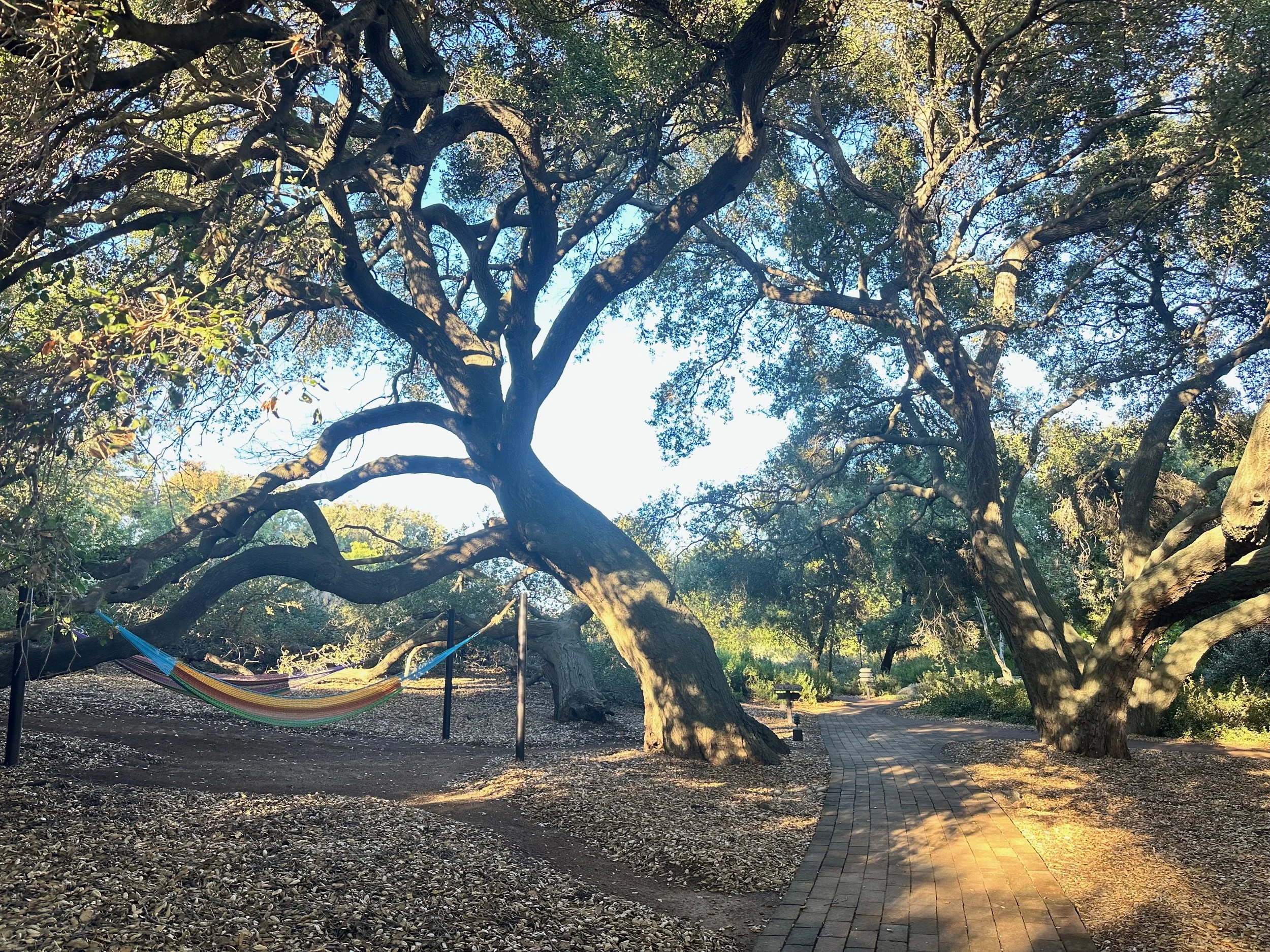 Hammocks scattered along the grounds and walkways