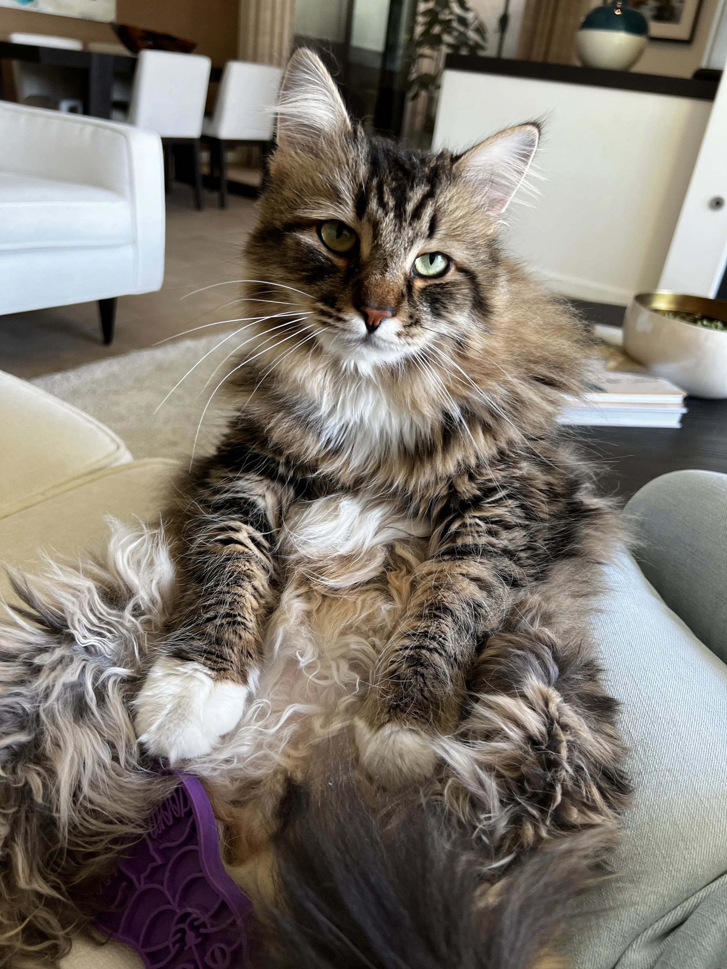 A fluffy brown tabby cat with green eyes sitting comfortably on a couch.