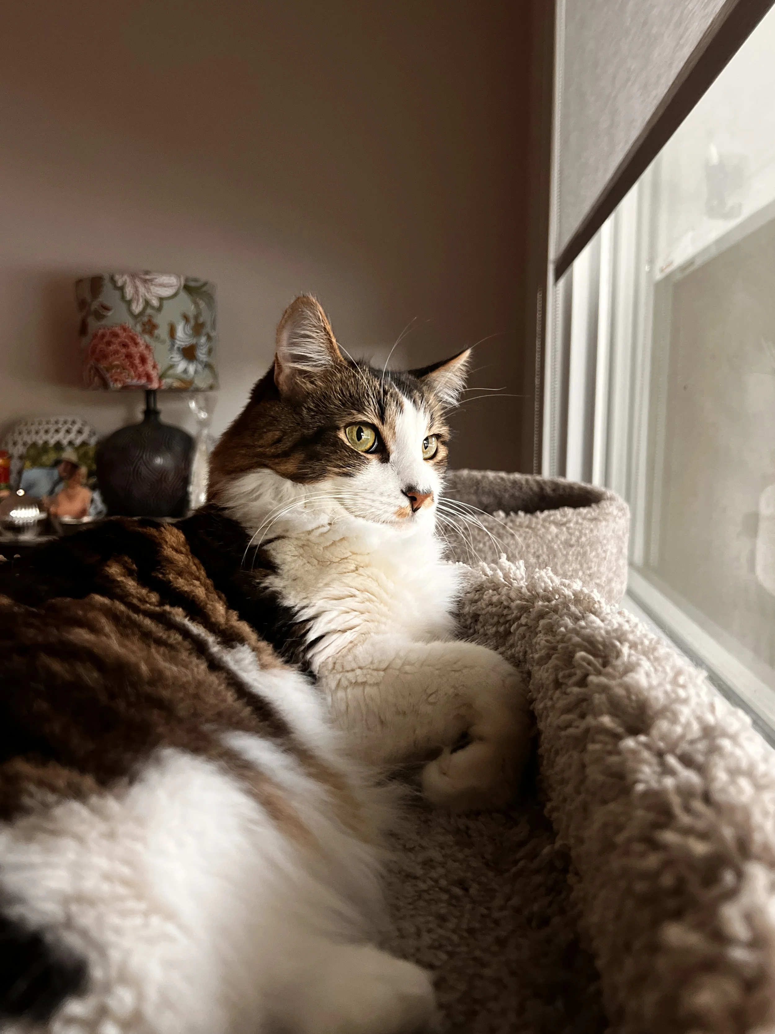 A cat lying on a soft, beige cat tree by a window, looking outside with yellow eyes.