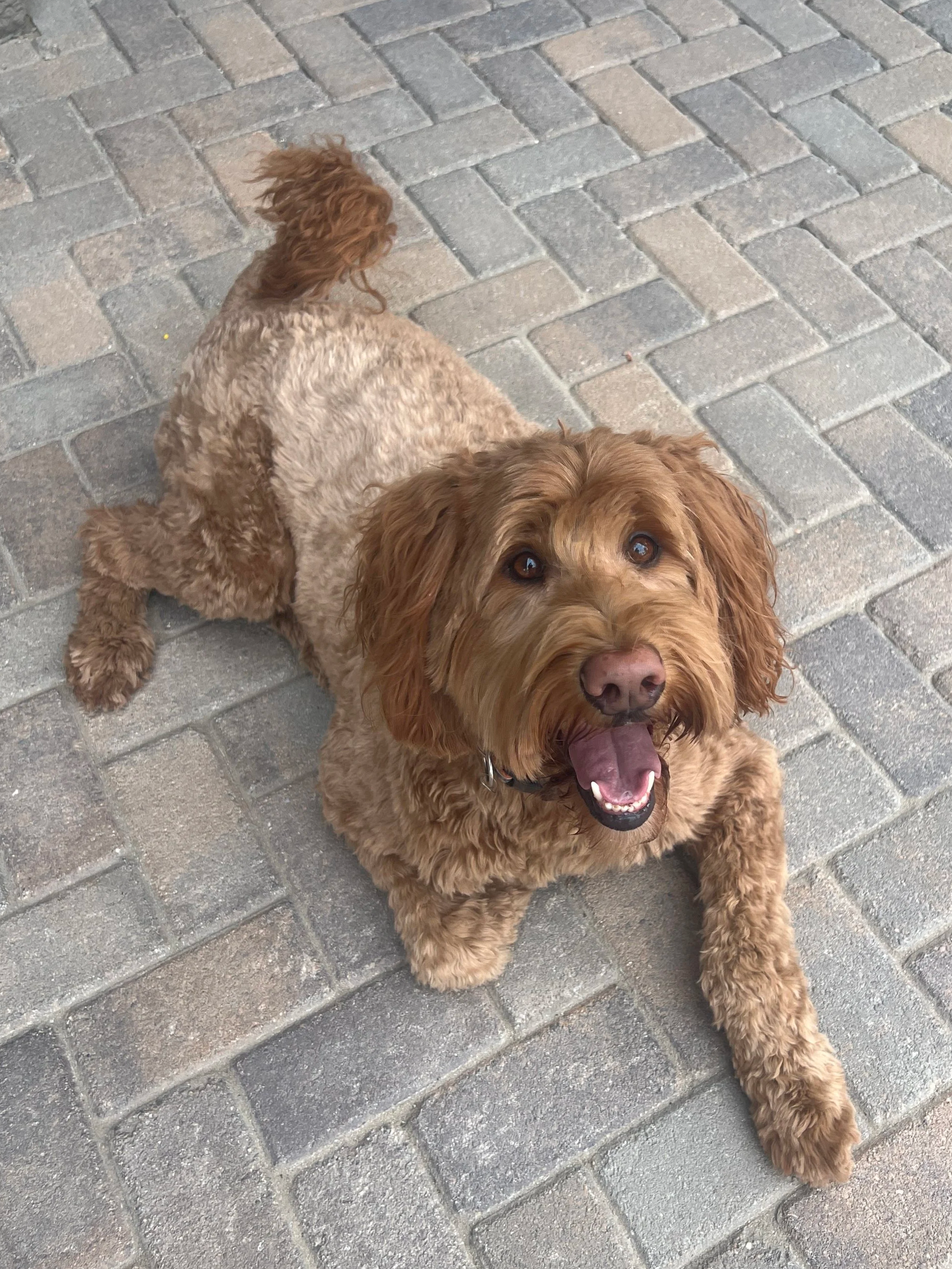 Happy brown curly-coated dog lying on a brick-paved surface, looking up with mouth open.