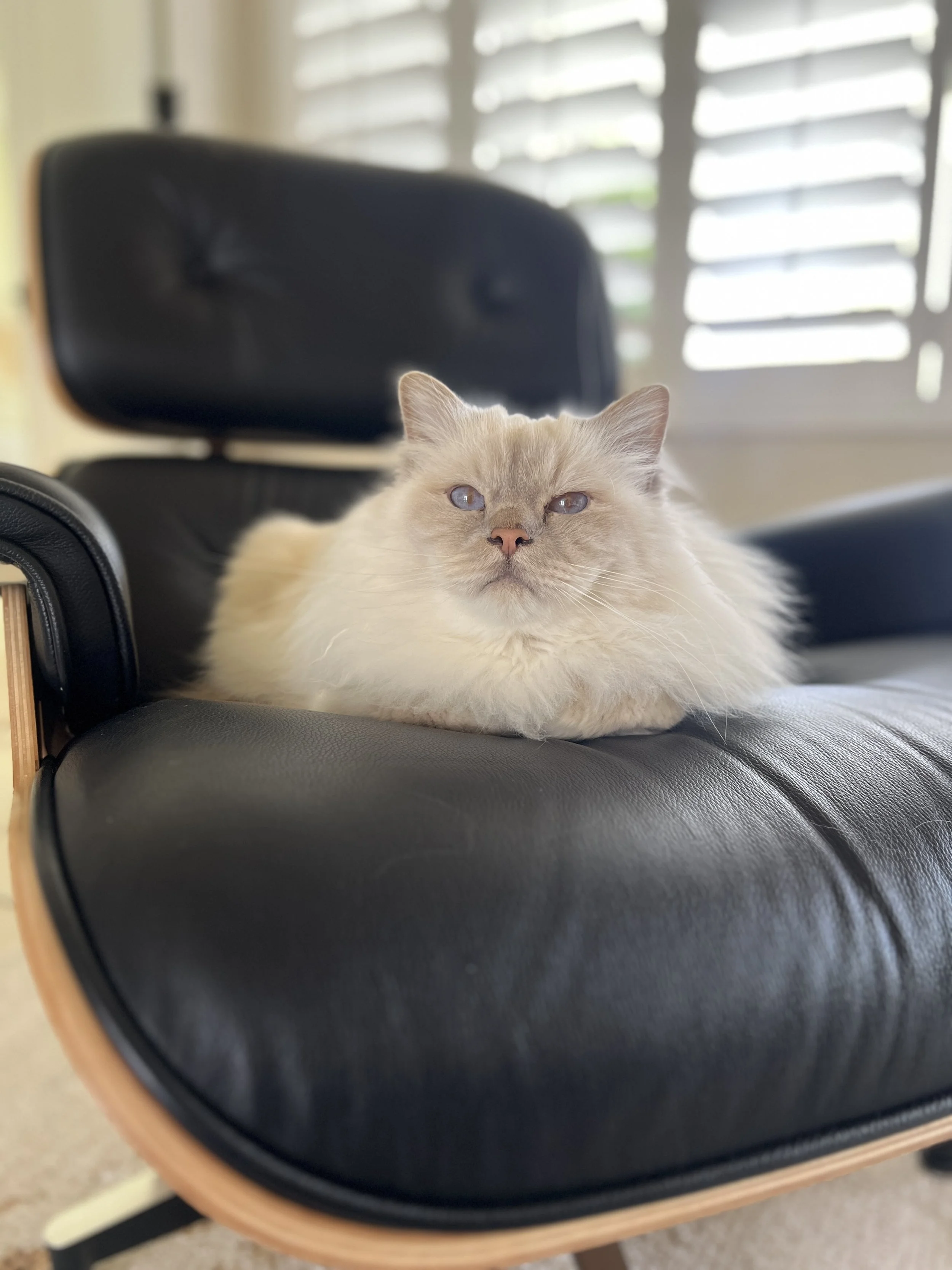 A fluffy beige and white cat with blue eyes resting on a black leather chair near a window with blinds.