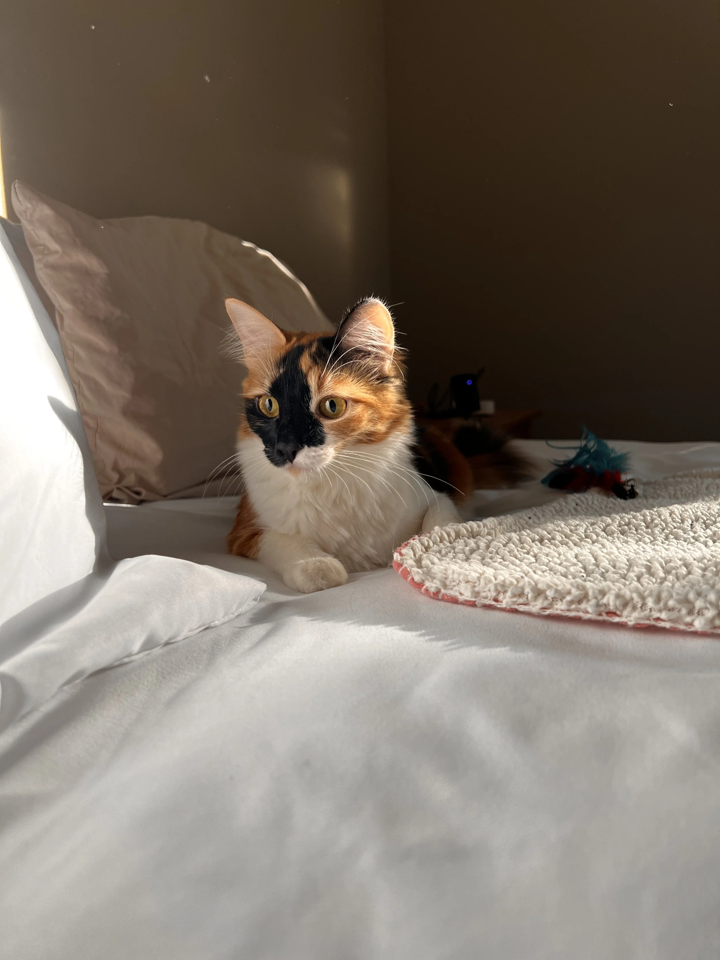 A calico cat lying on a bed, partly illuminated by sunlight, with a pillow and some toys nearby.