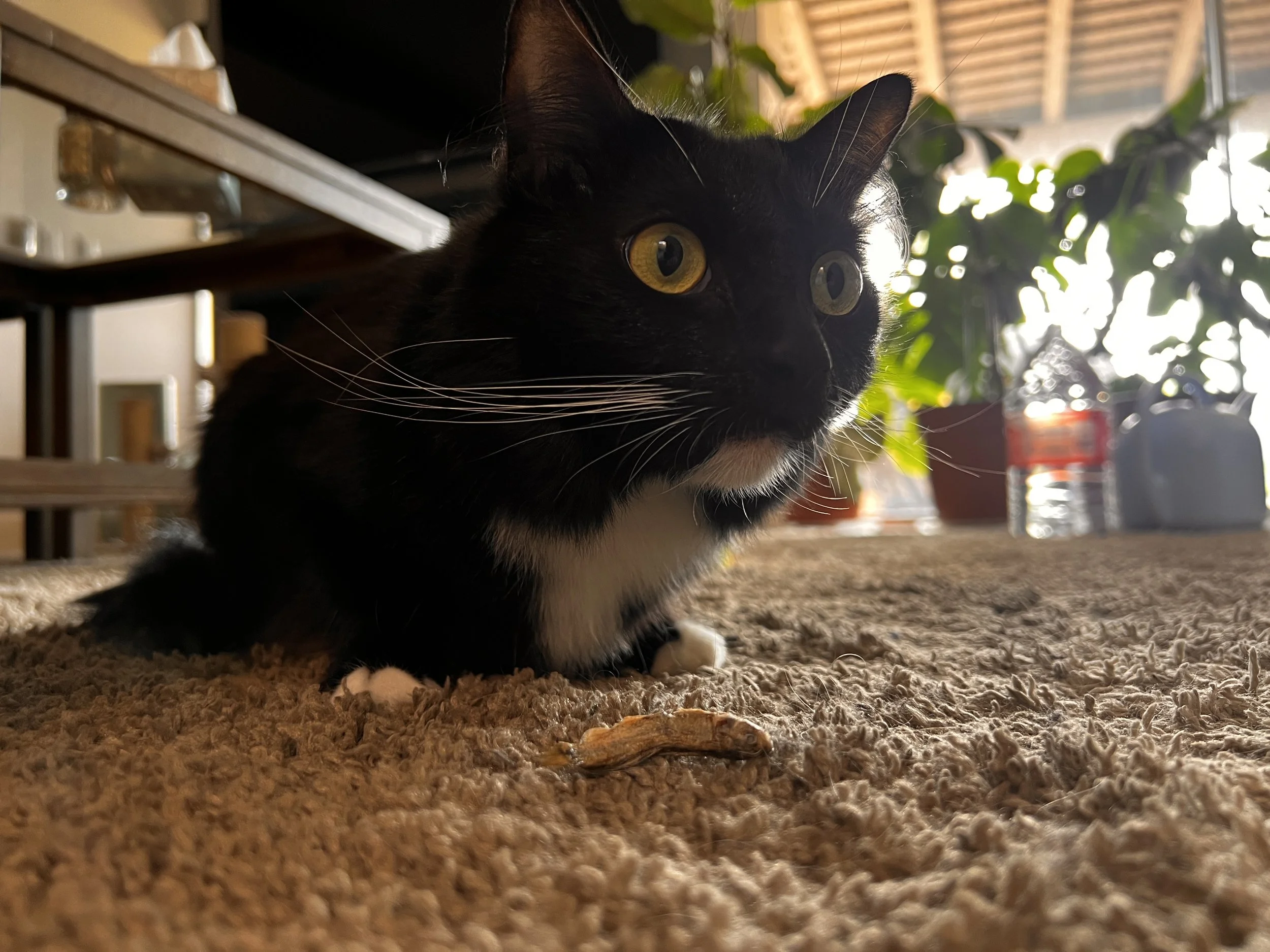 Close-up of a black and white cat with yellow eyes, lying on a carpeted floor, with indoor plants and furniture in the background.