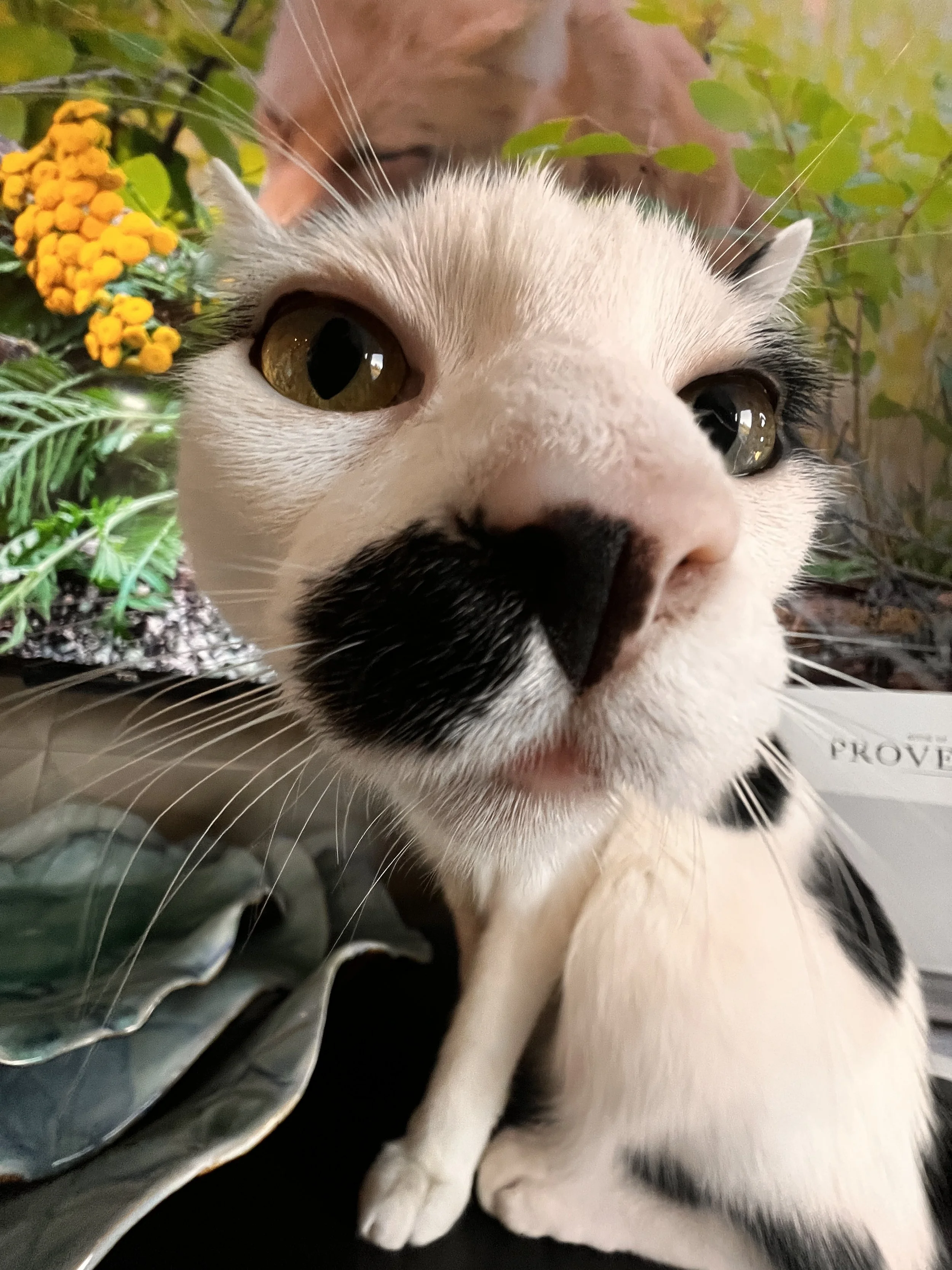 Close-up of a black and white kitten with yellow eyes, surrounded by green plants and yellow flowers.