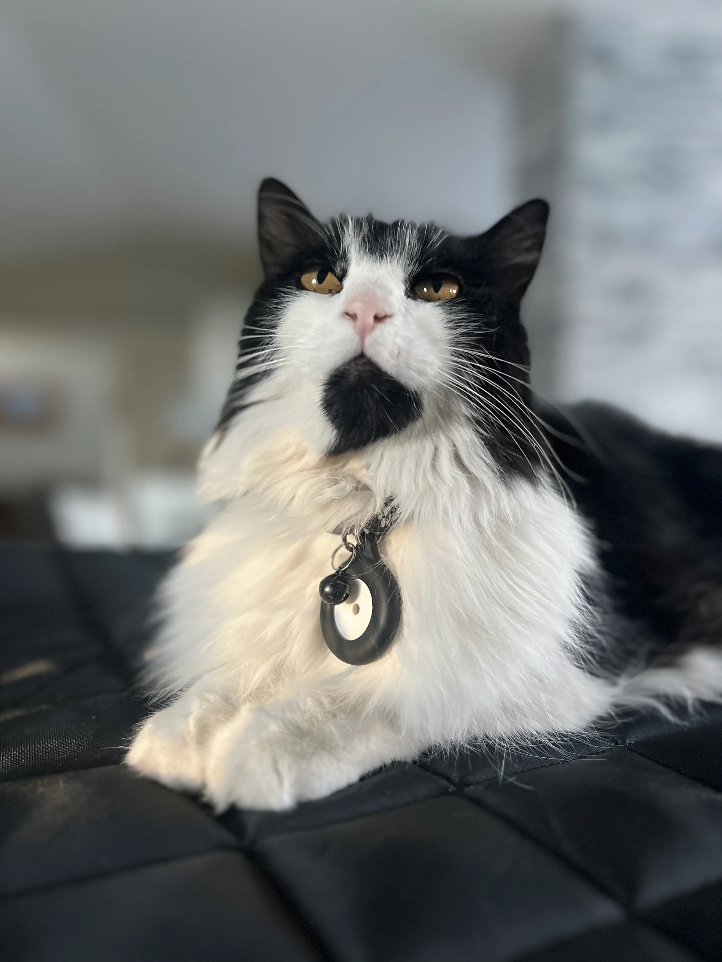 Black and white cat lying on a black blanket, wearing a yin-yang themed collar.