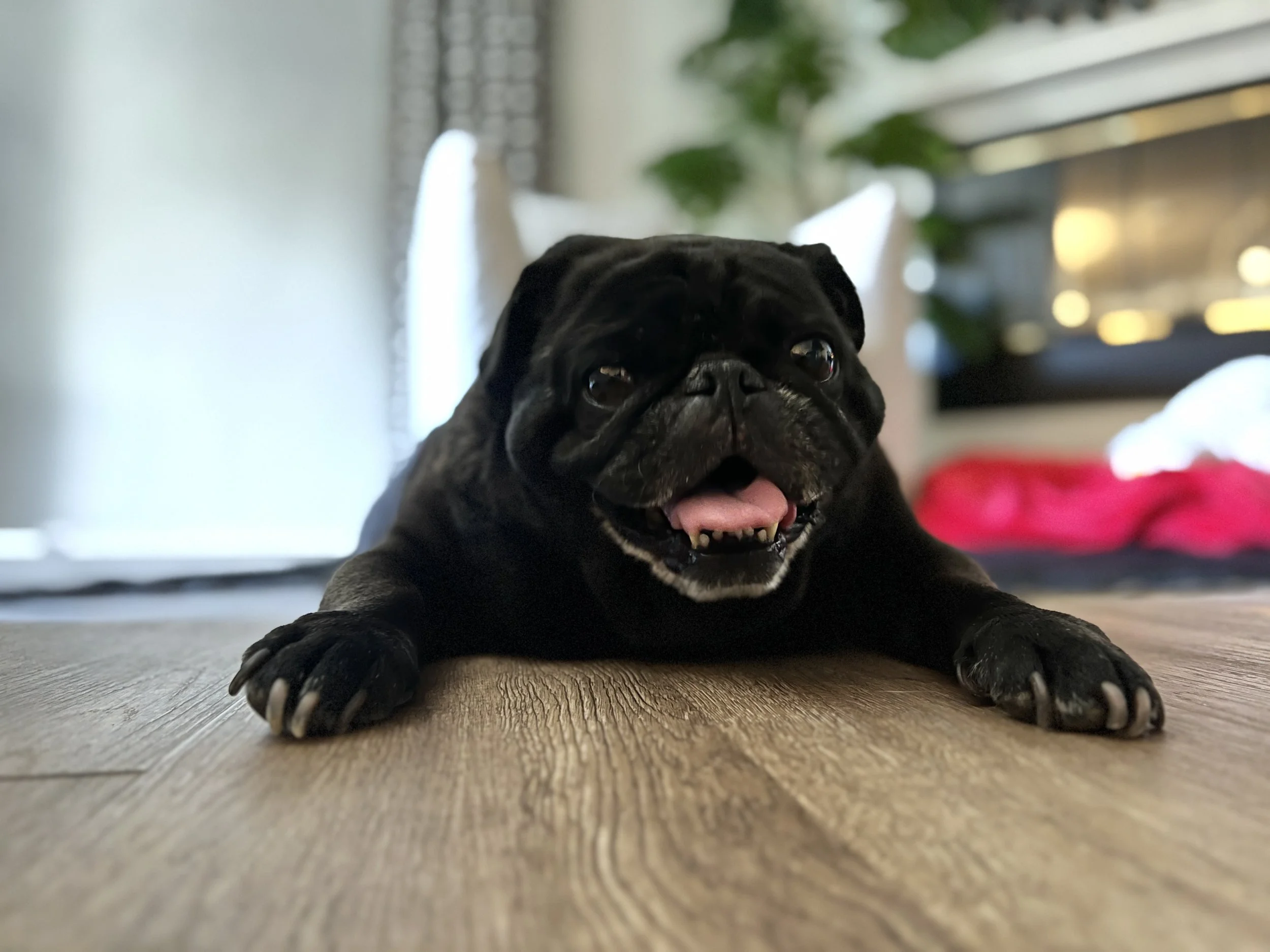 A cute black pug lying on a wooden floor, with its tongue out and front paws stretched forward, indoors with some furniture and plants in the background.