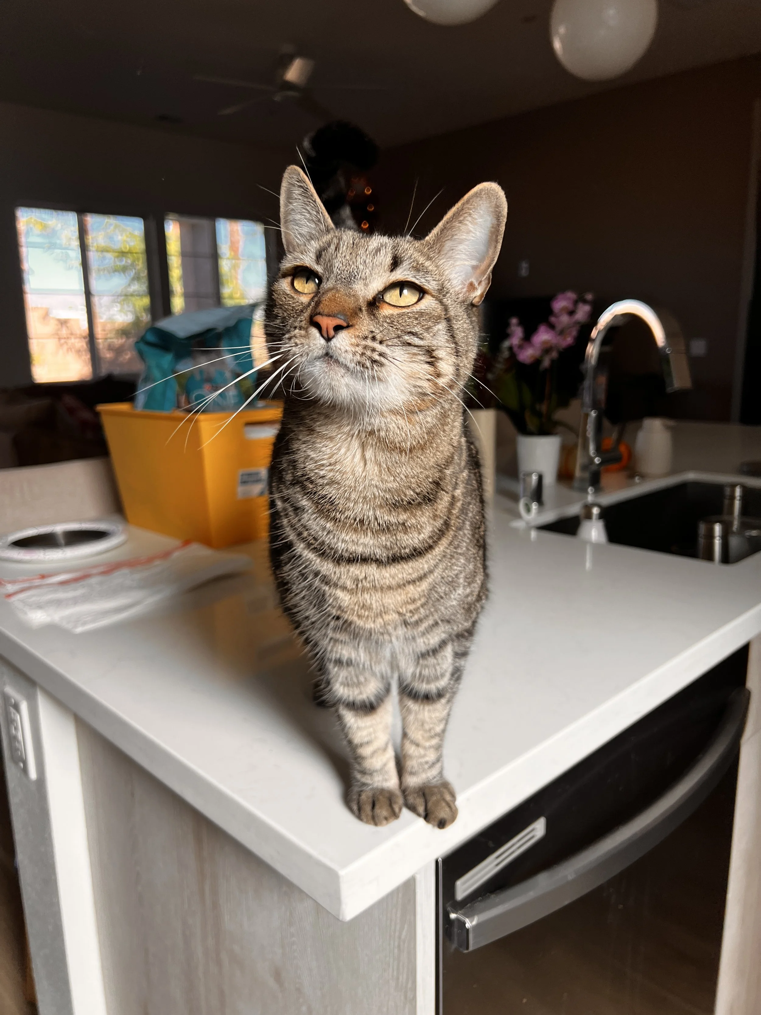 A tabby cat standing on a white kitchen counter, looking at the camera with a slightly squinting expression, with a cityscape and an interior in the background.