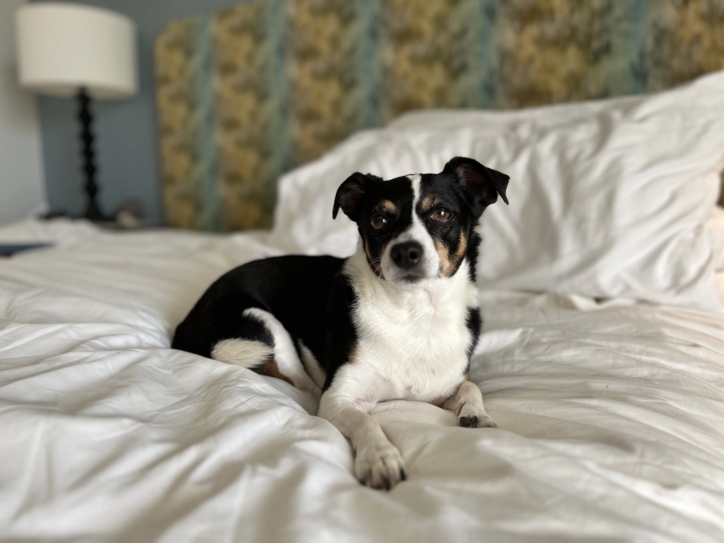 A small black, white, and tan dog lying on a rumpled white bed, with a decorative headboard and a bedside lamp in the background.