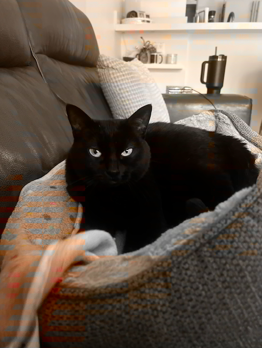 Black cat lying on a cozy blanket on a couch, looking directly at the camera.