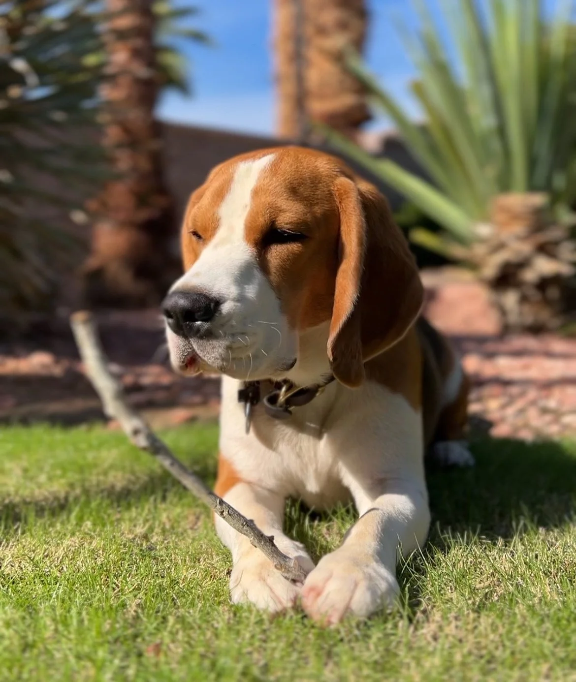 A puppy with brown, white, and black fur lying on grass with a stick in front of it, eyes closed, outdoors with green plants and trees in the background.