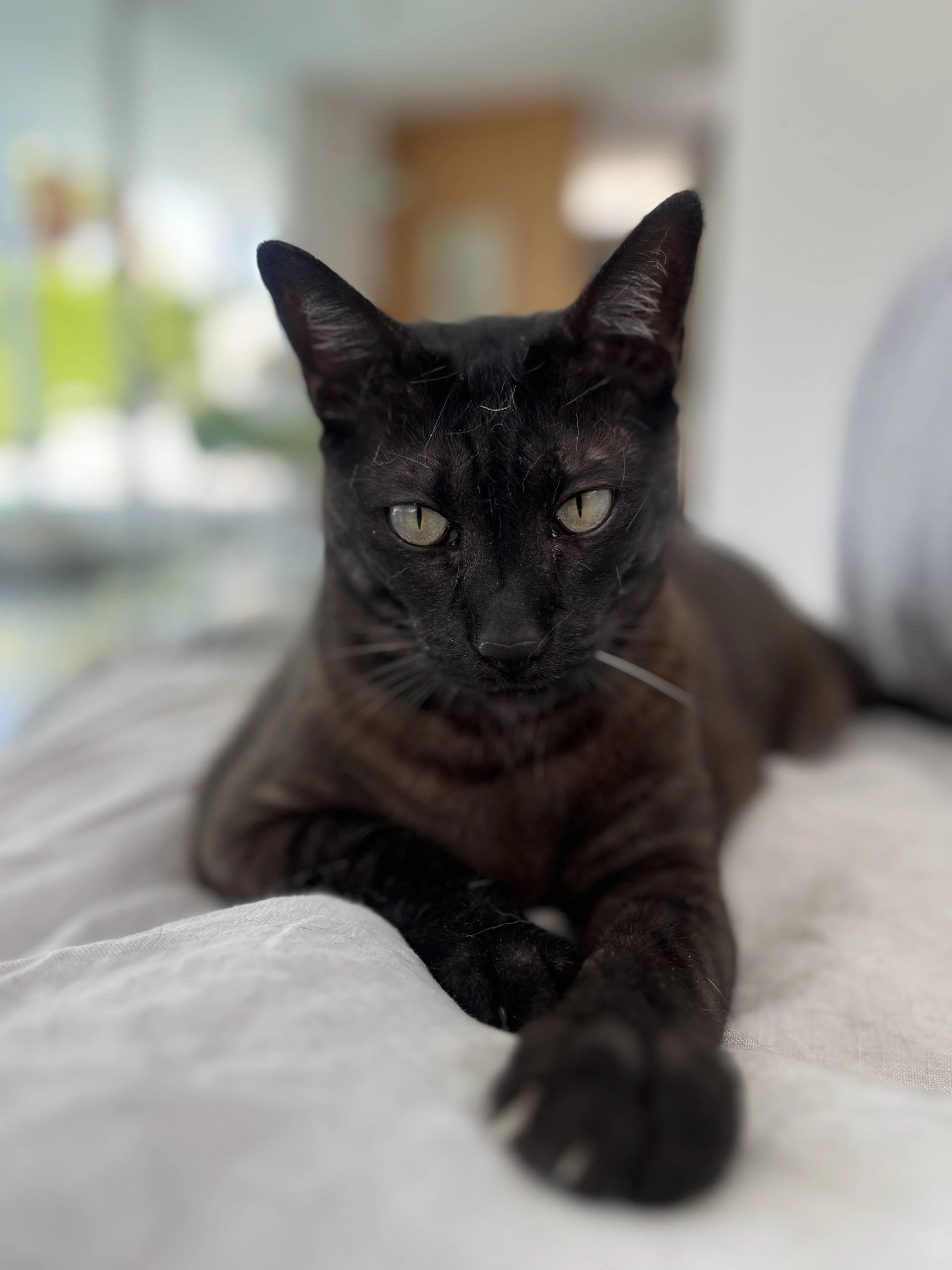 Black cat lying on a bed with a blurred background, looking at the camera.