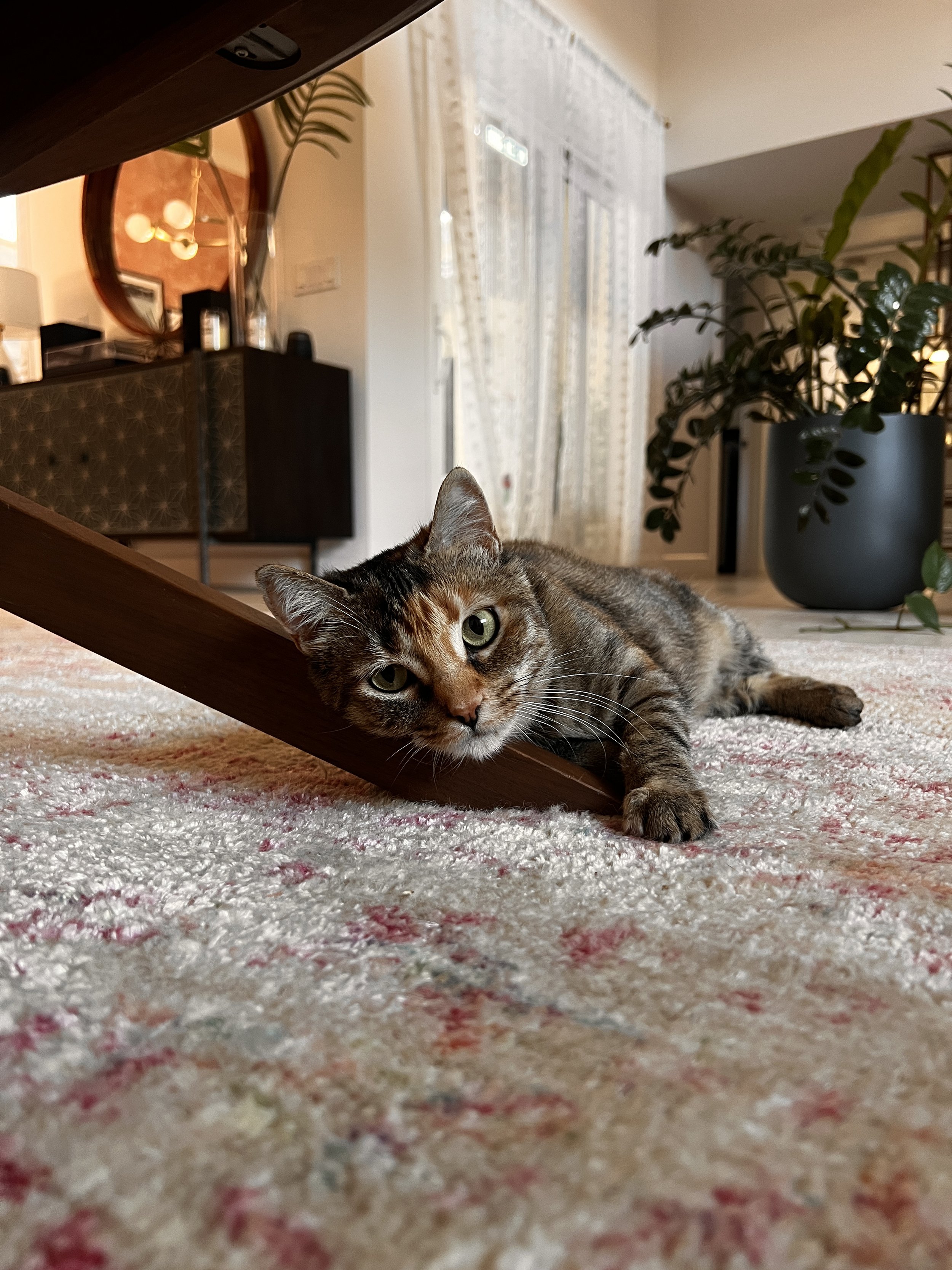 Close-up of a tabby cat lying on a cream-colored rug, looking directly at the camera with wide eyes.