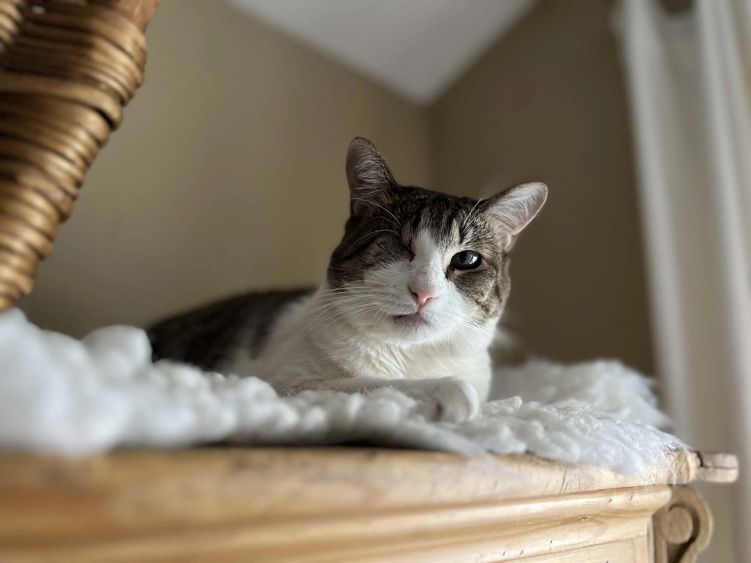 A tabby and white cat lying on a soft white blanket on a wooden surface with wicker furniture on the side and a beige wall in the background.
