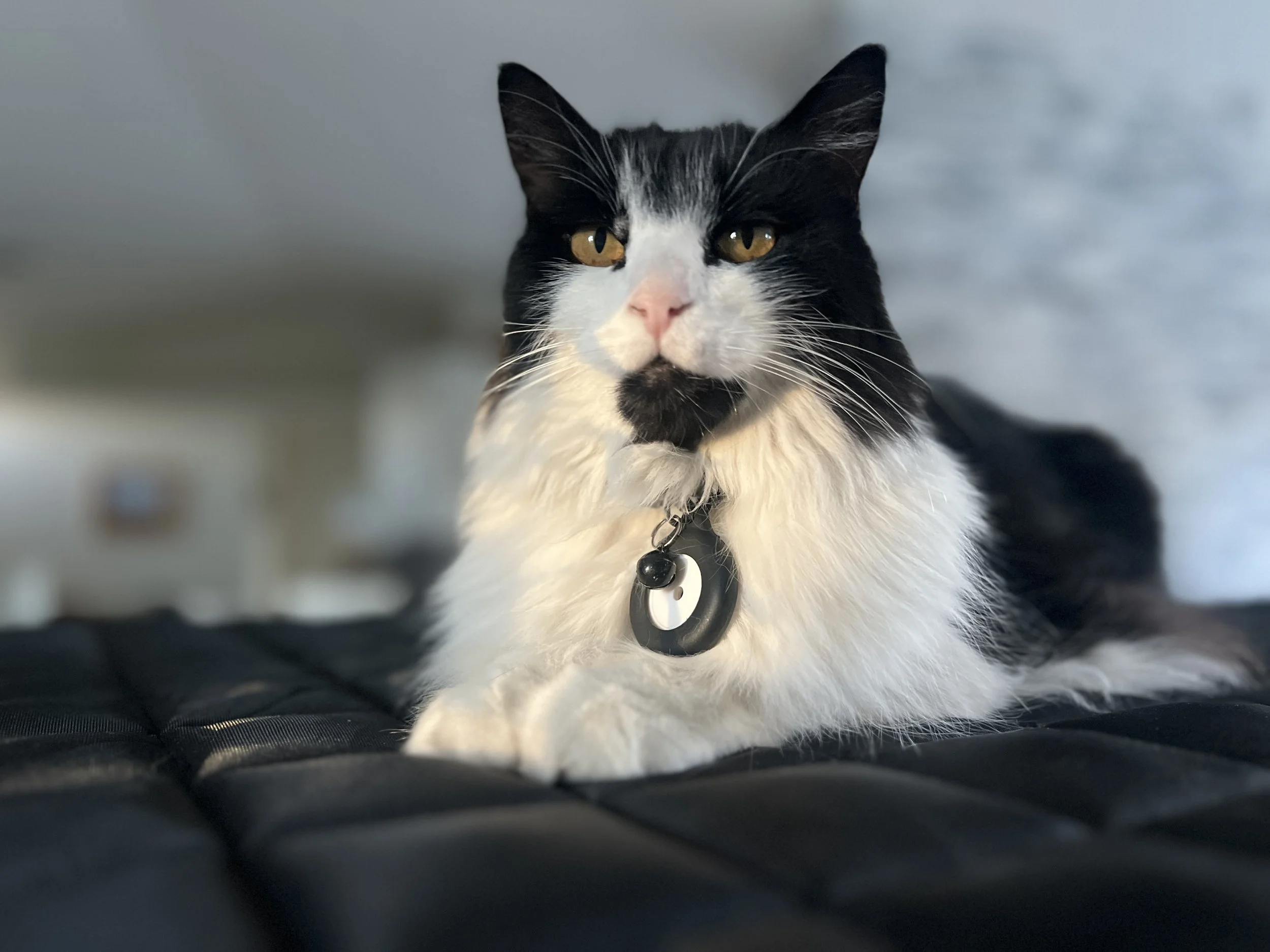A black and white cat with yellow eyes, lying on a black quilted surface indoors.
