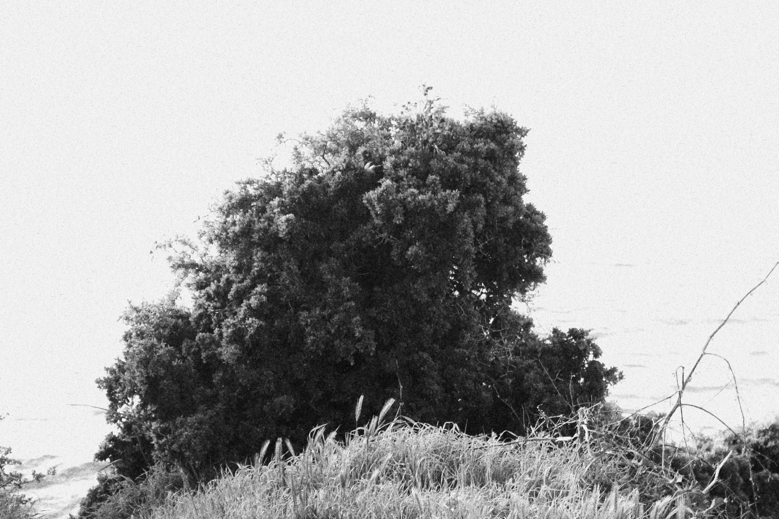 Black and white photograph of a large, leafy tree with grass in the foreground and a bright sky in the background.