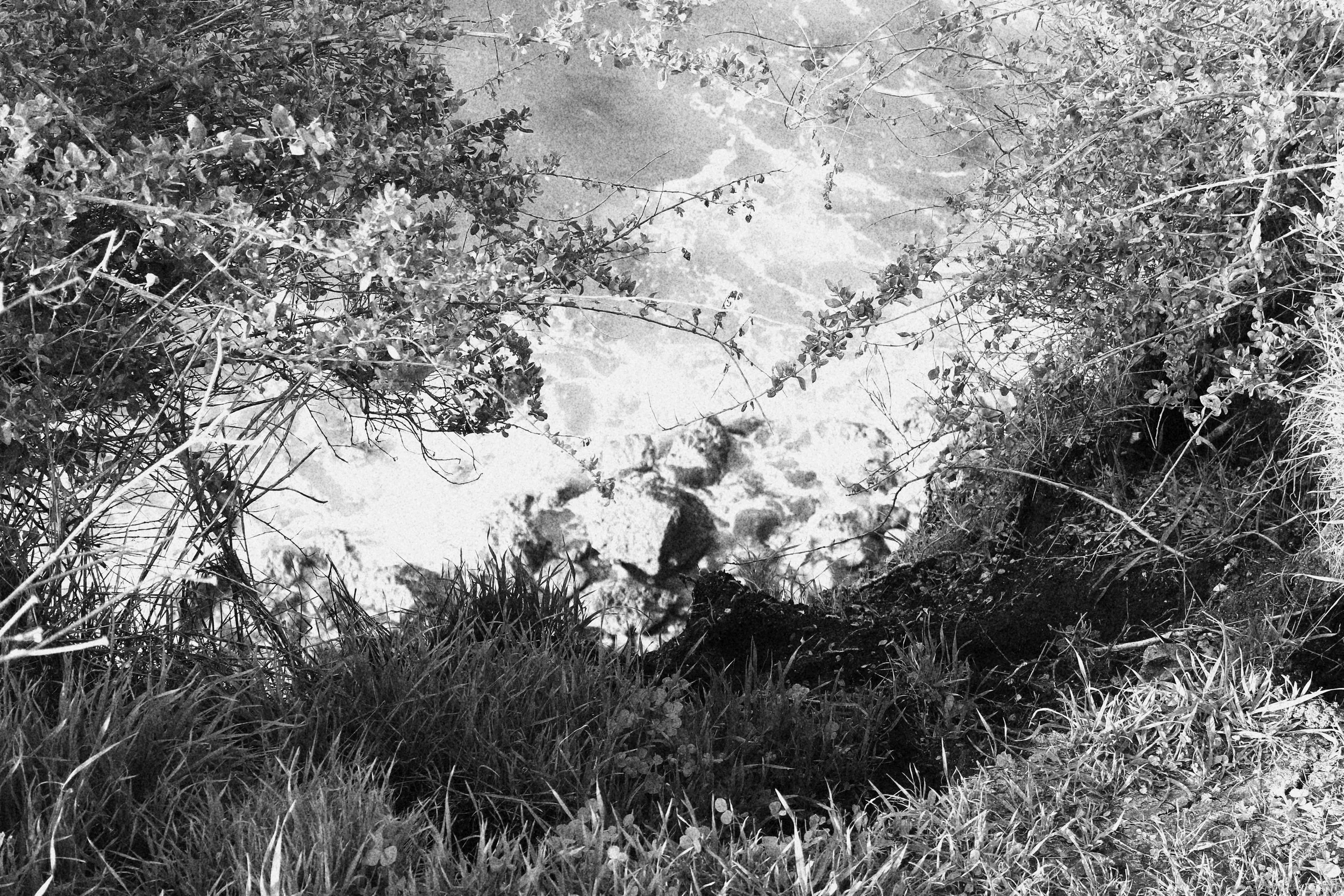 Black and white photo of a rocky shoreline with water, trees, and bushes surrounding it.