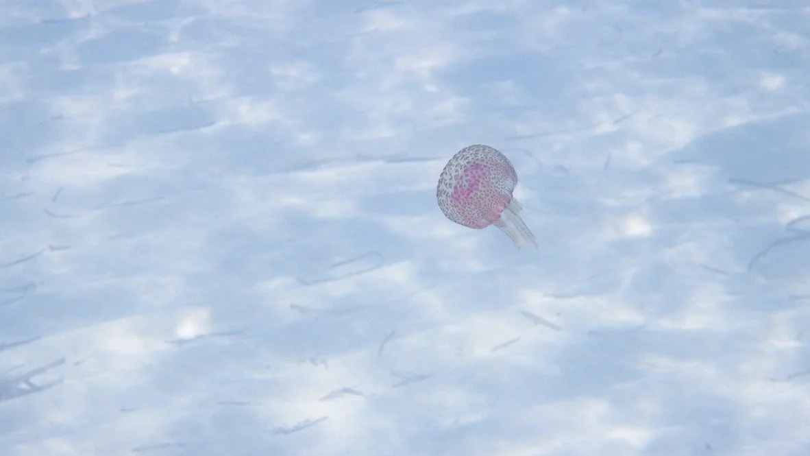 Medusa | La Pelosa, Sardegna | July 2024