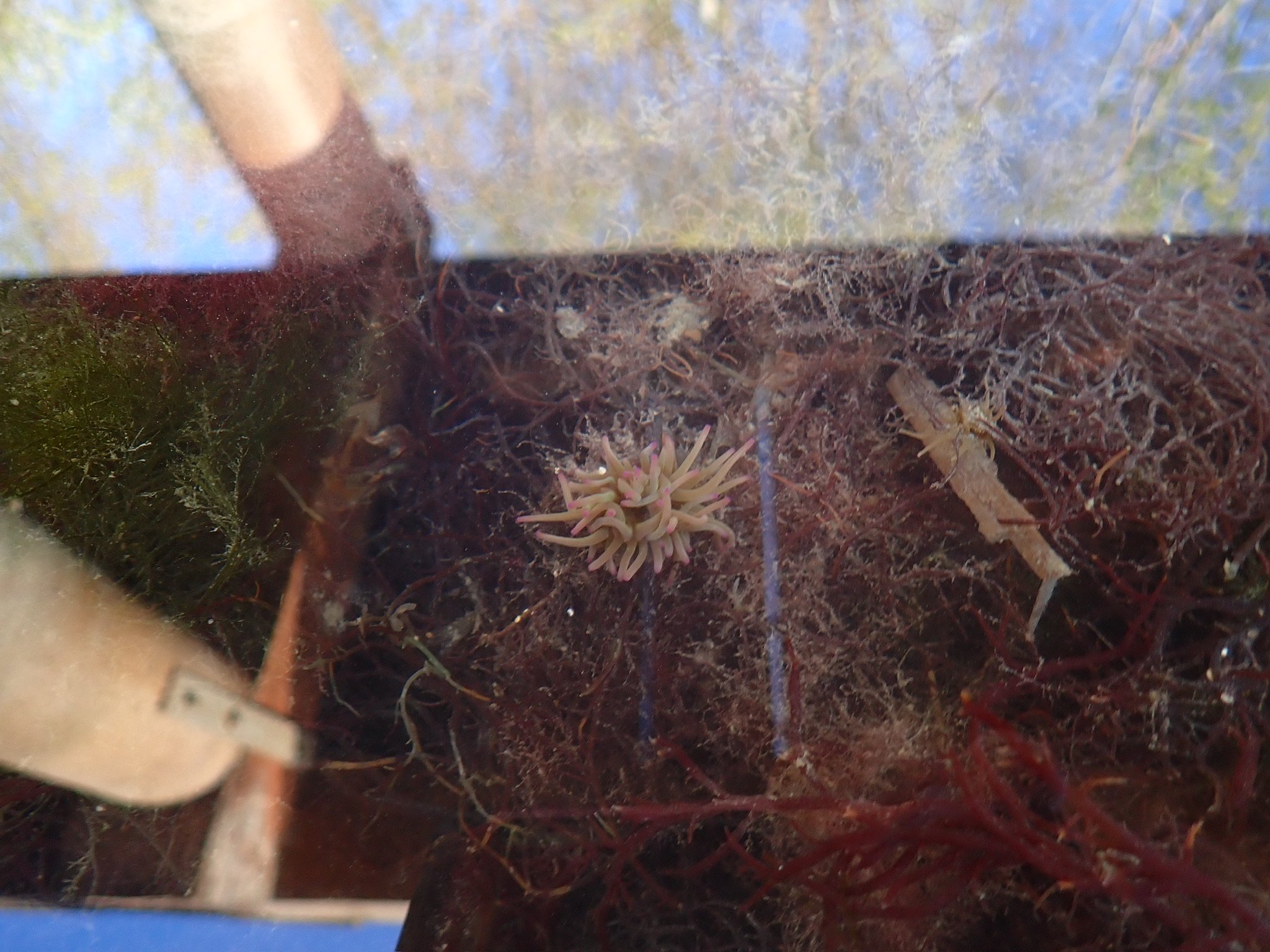 anemone and algae | Isola Campalto, Laguna di Venezia  | March 2026