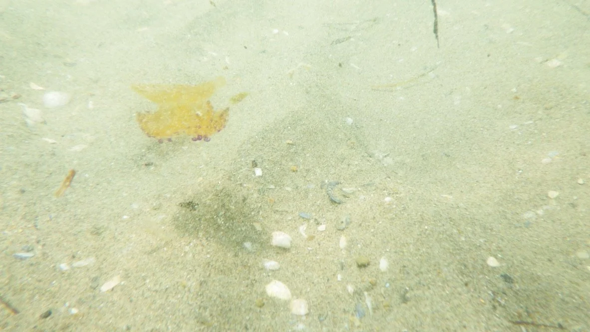 Lido di Venezia | Estate 2024