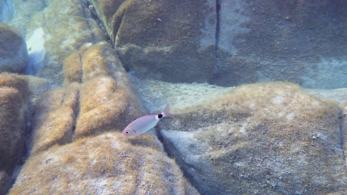 Seabream | Parco Asinara, Sardegna | July 2024